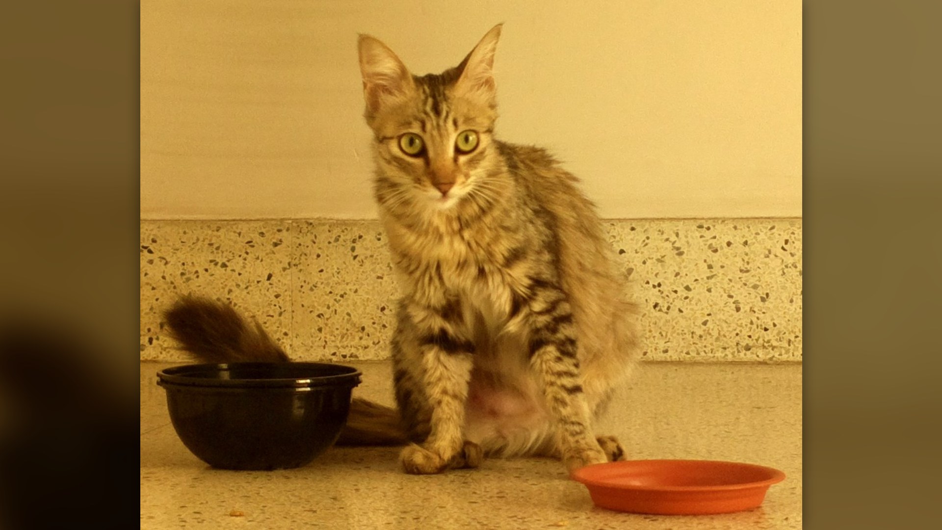 6. Cats Cannot Taste Sweetness At All