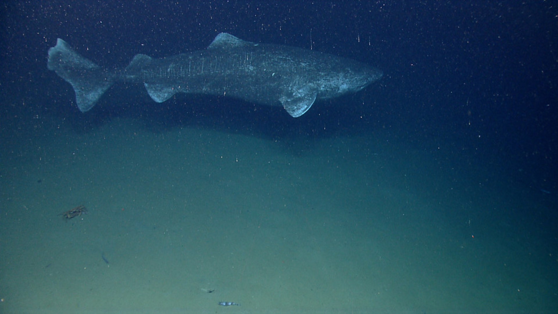 4. The Blind Centuries Of The Greenland Shark