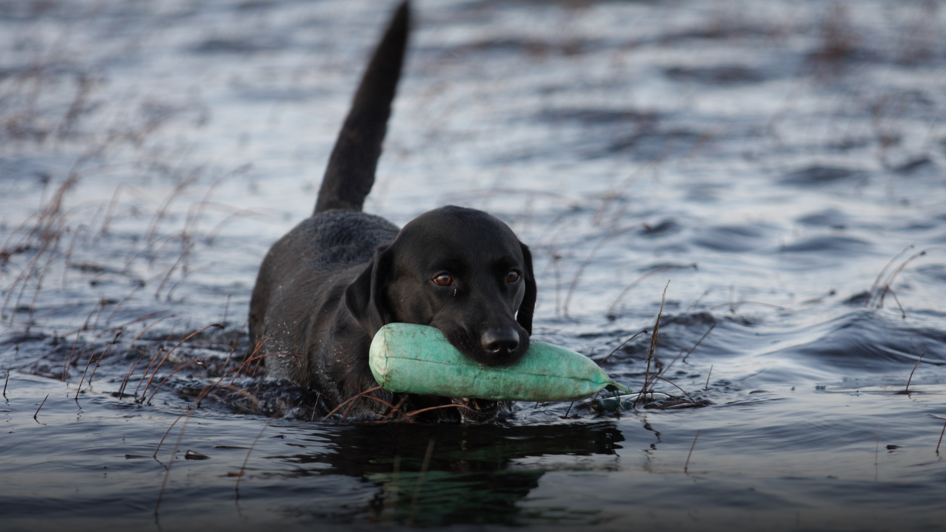 A black Labrador Retriever splashing and shaking water from its dense waterproof coat.