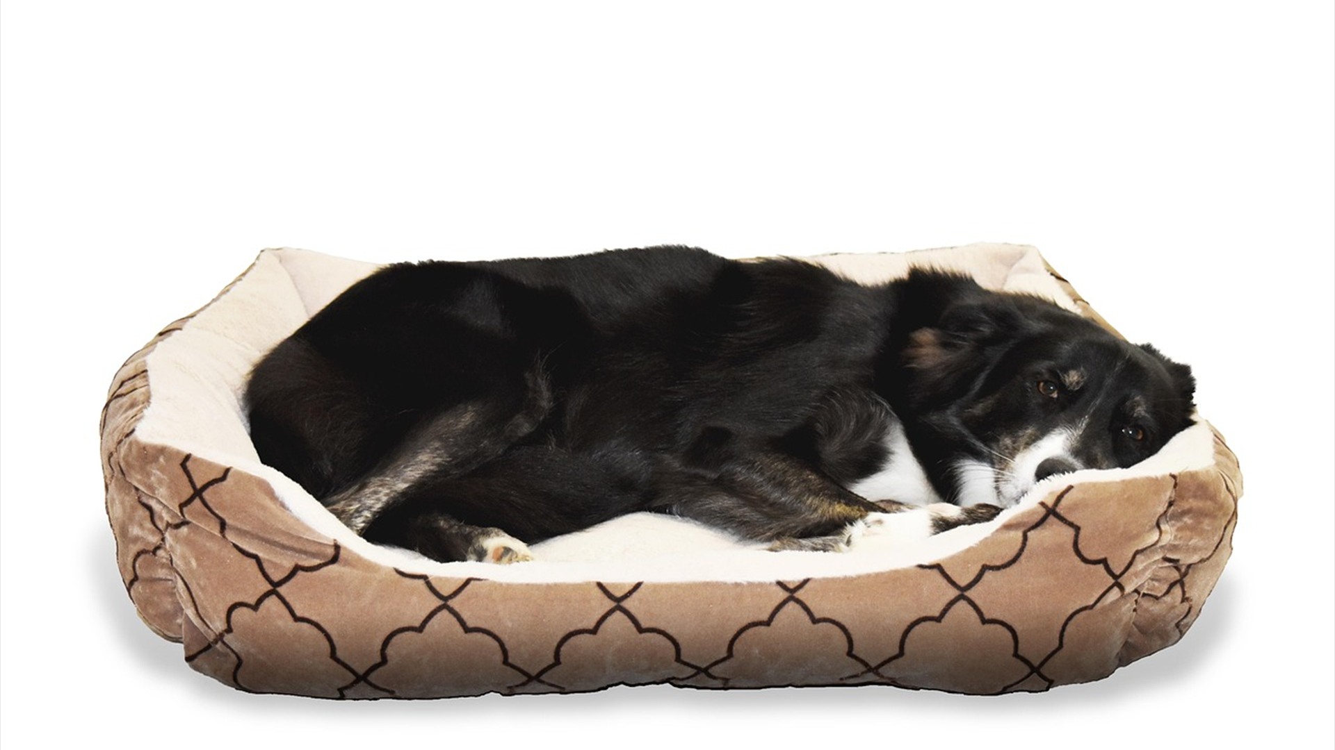 11. Orthopedic Memory Foam Beds