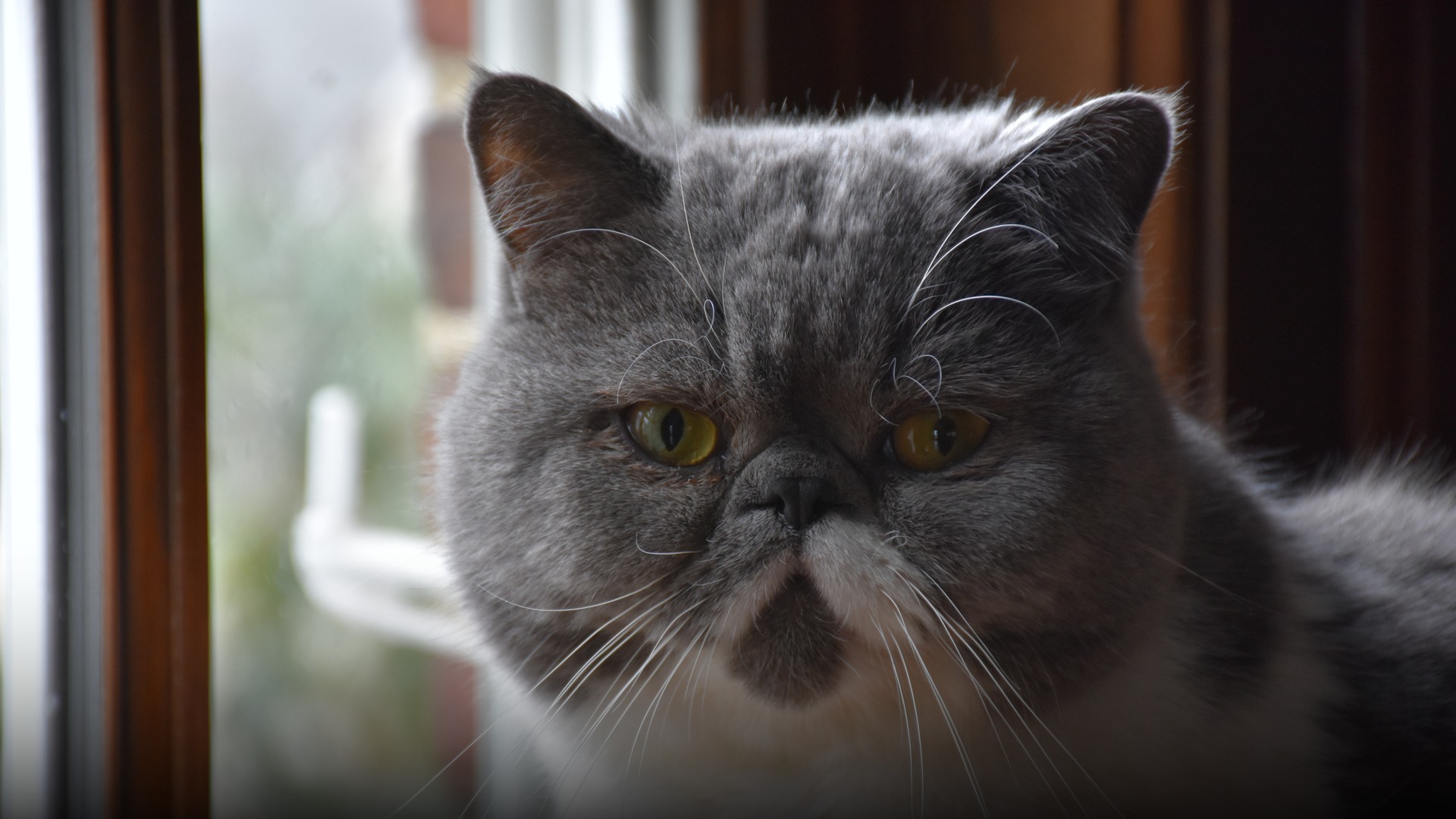 A three-year-old male Exotic Shorthair cat with a rounded face, snub nose, and plush coat.