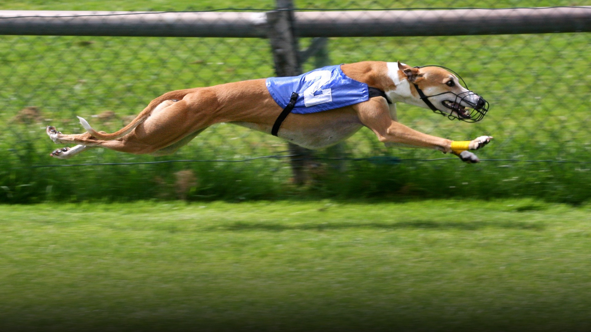 Athletic greyhound dogs galloping at full racing speed across an open grass course.
