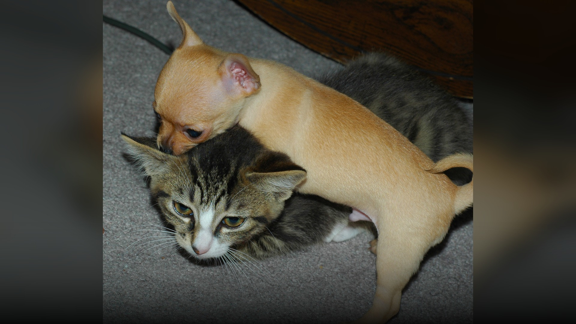 A domestic cat and dog sitting together calmly during feeding time in a modern home.