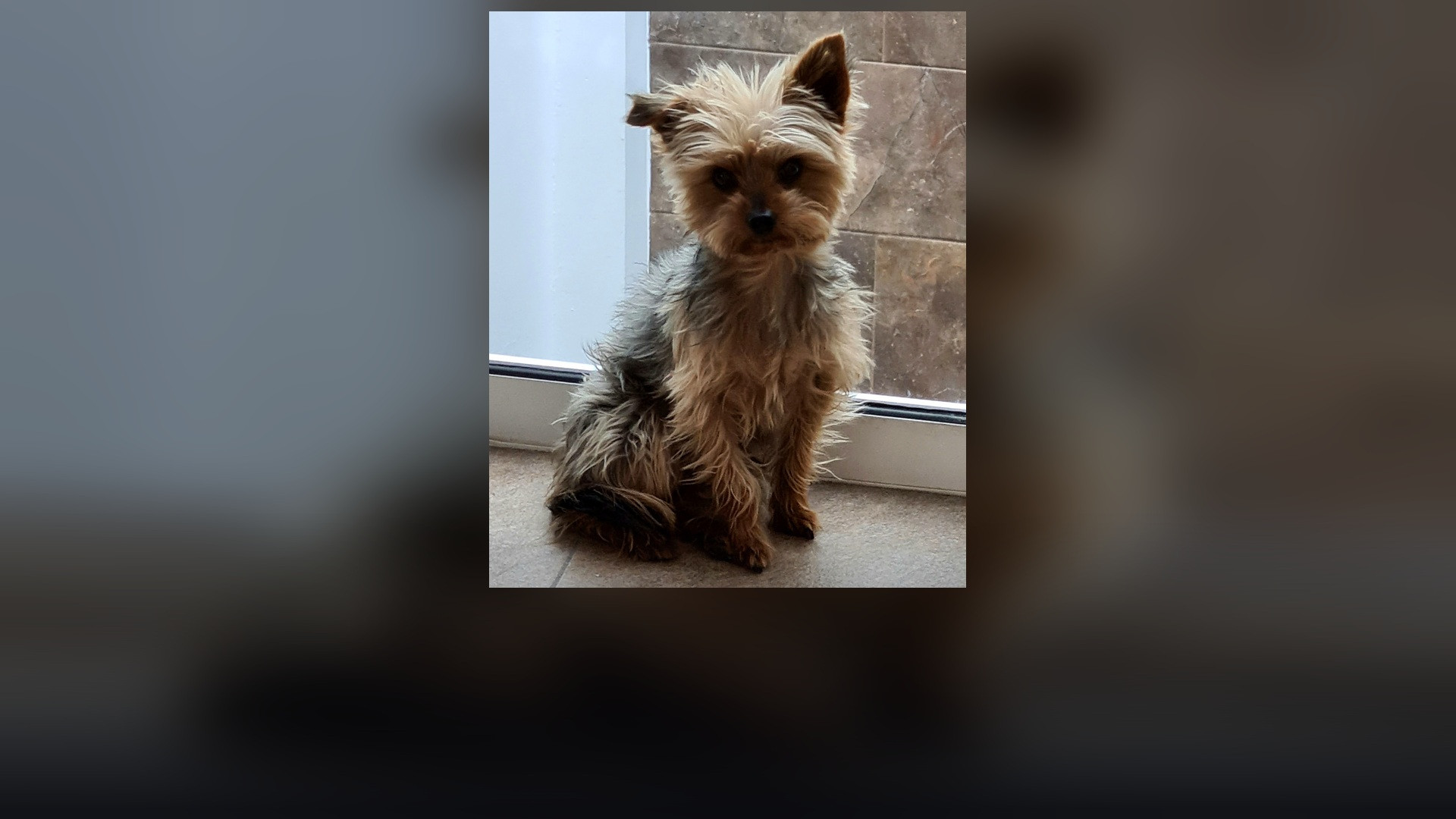 A groomed Yorkshire Terrier sitting alert with a silky blue and tan coat.