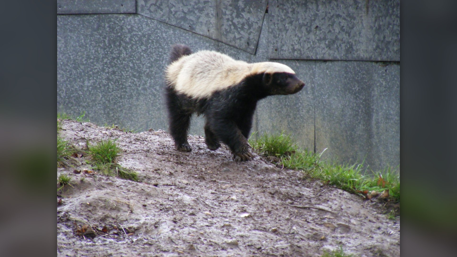 A honey badger walking outdoors in daylight