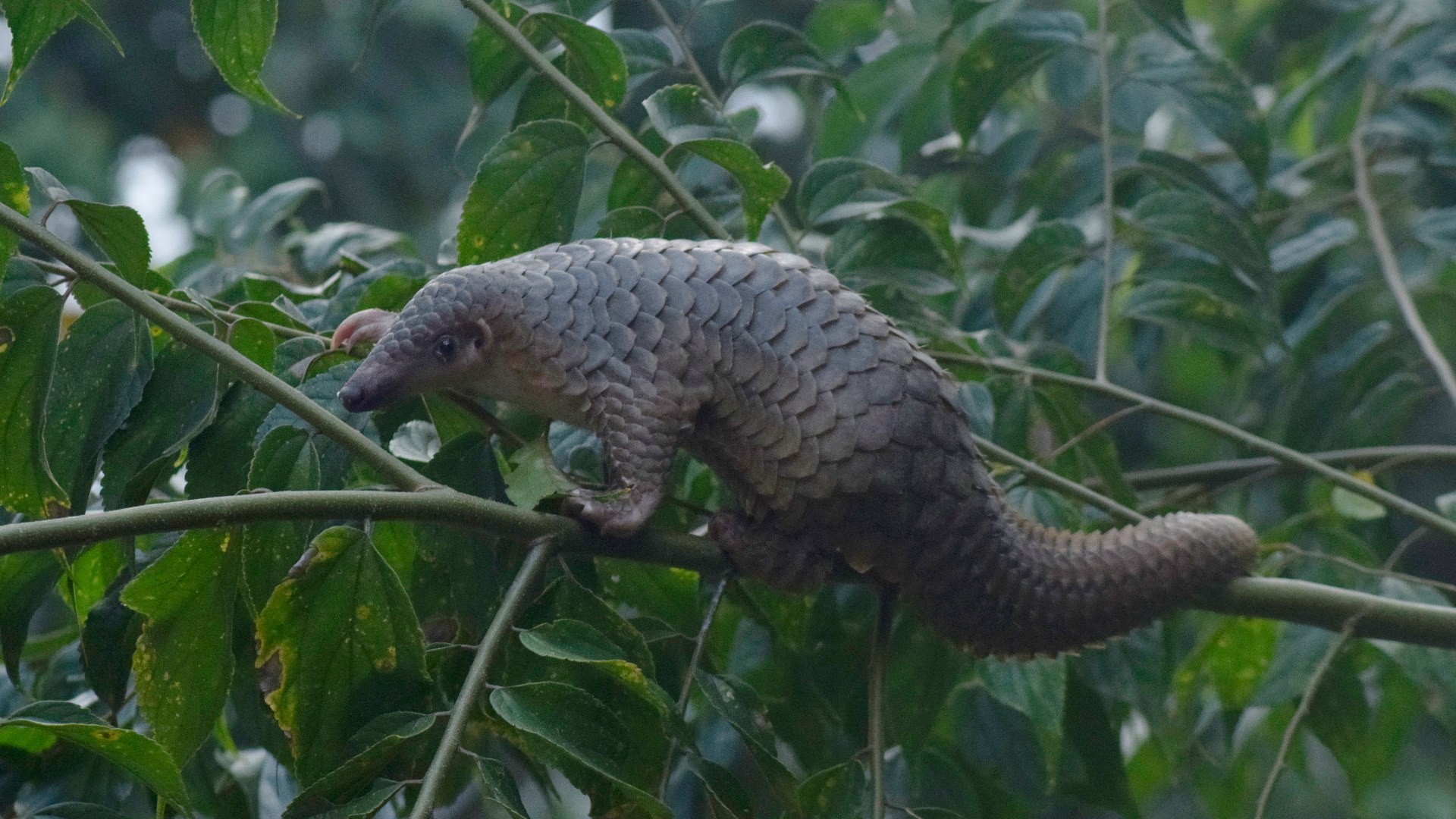 10. Sunda Pangolin