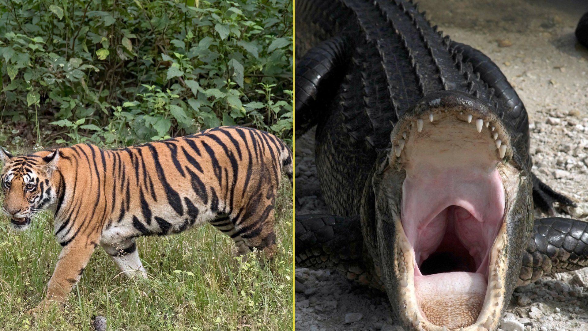 20 Animals That Were the Absolute Worst as Pets