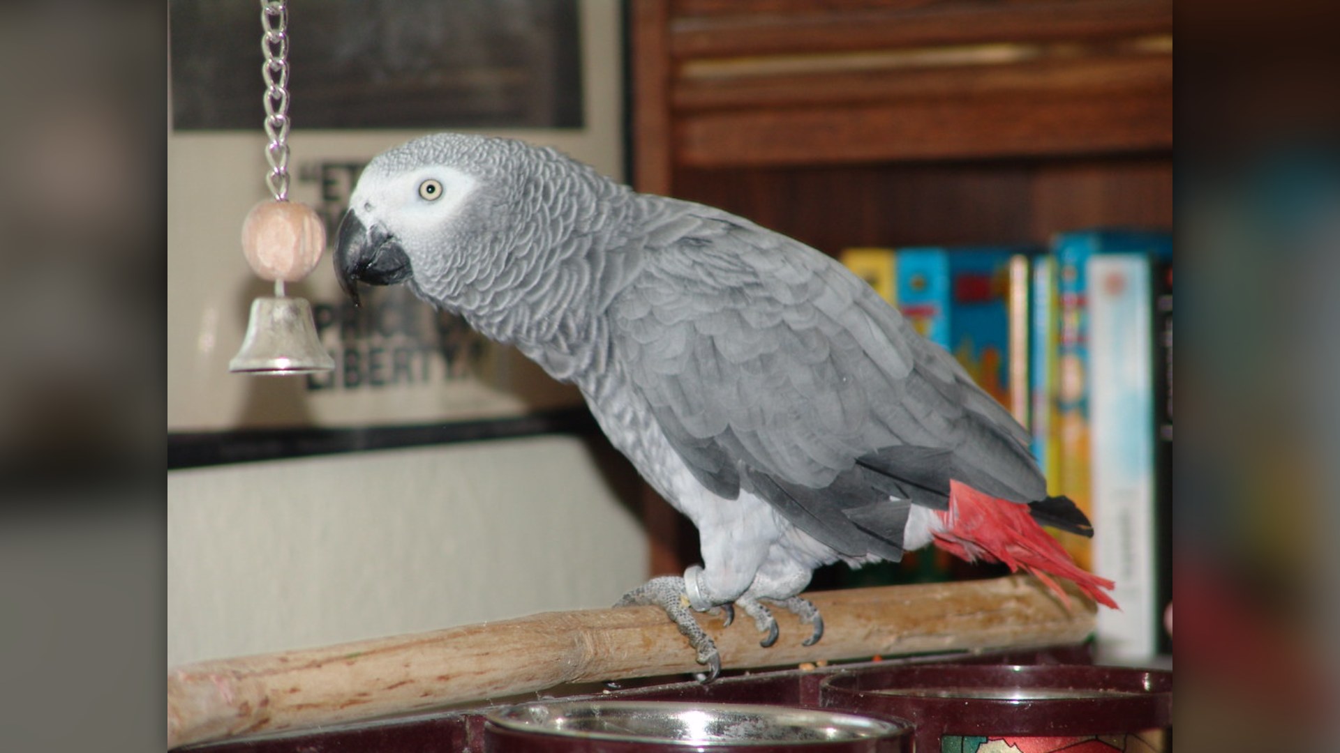 #8. The African Grey Parrot