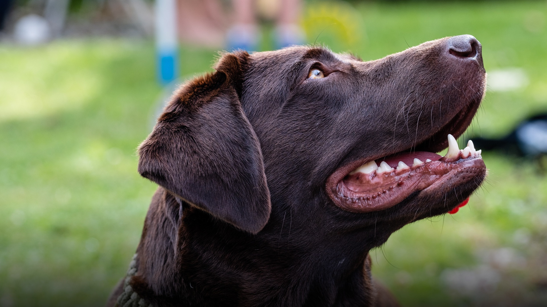 15 Fascinating Facts About Labrador Retrievers