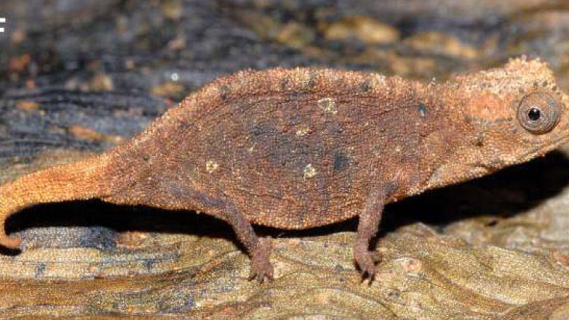 Brookesia micra female dwarf chameleon