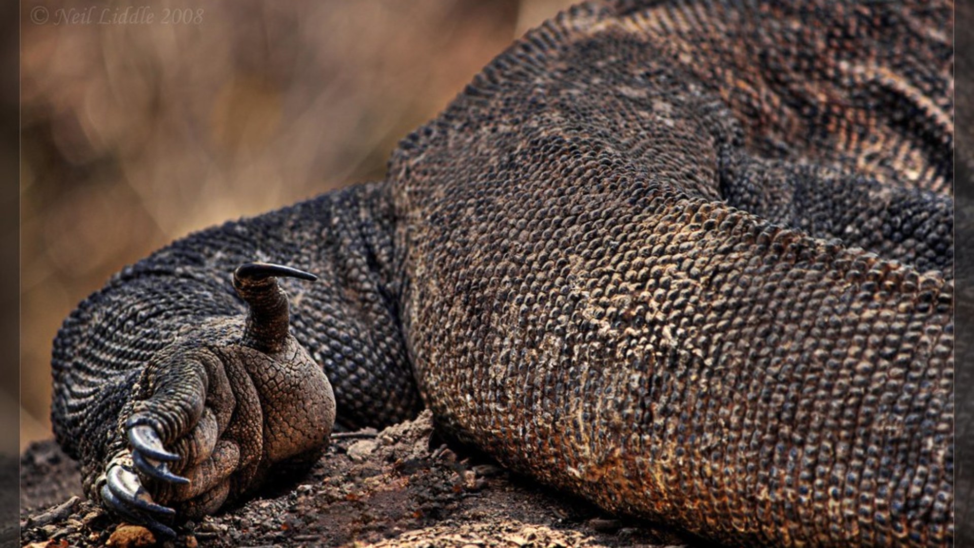 Komodo dragon foot and body in natural habitat on Komodo Island, Indonesia