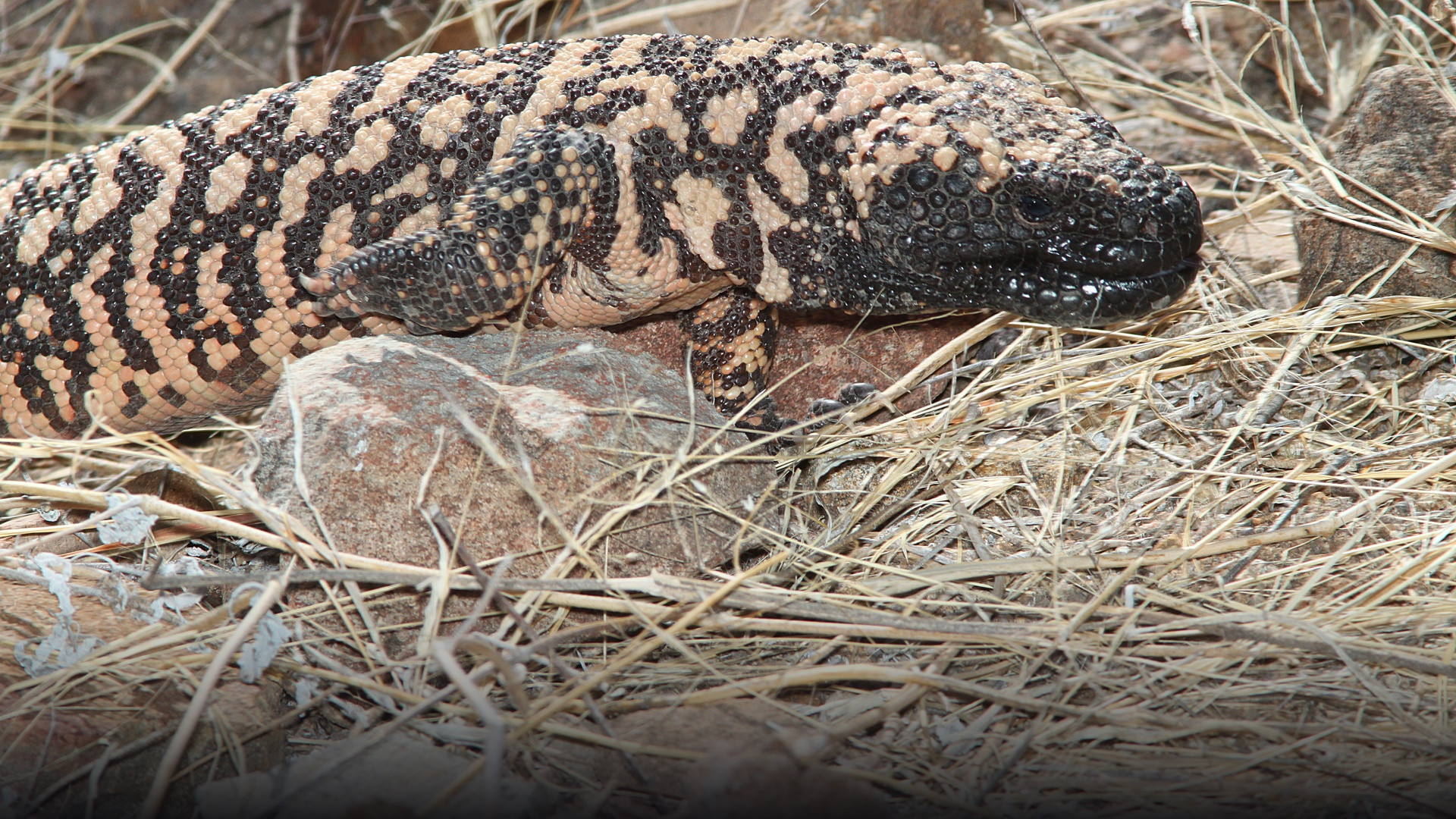 A large wild reticulated Gila monster crawling across desert stones in brilliant natural Arizona sunlight.