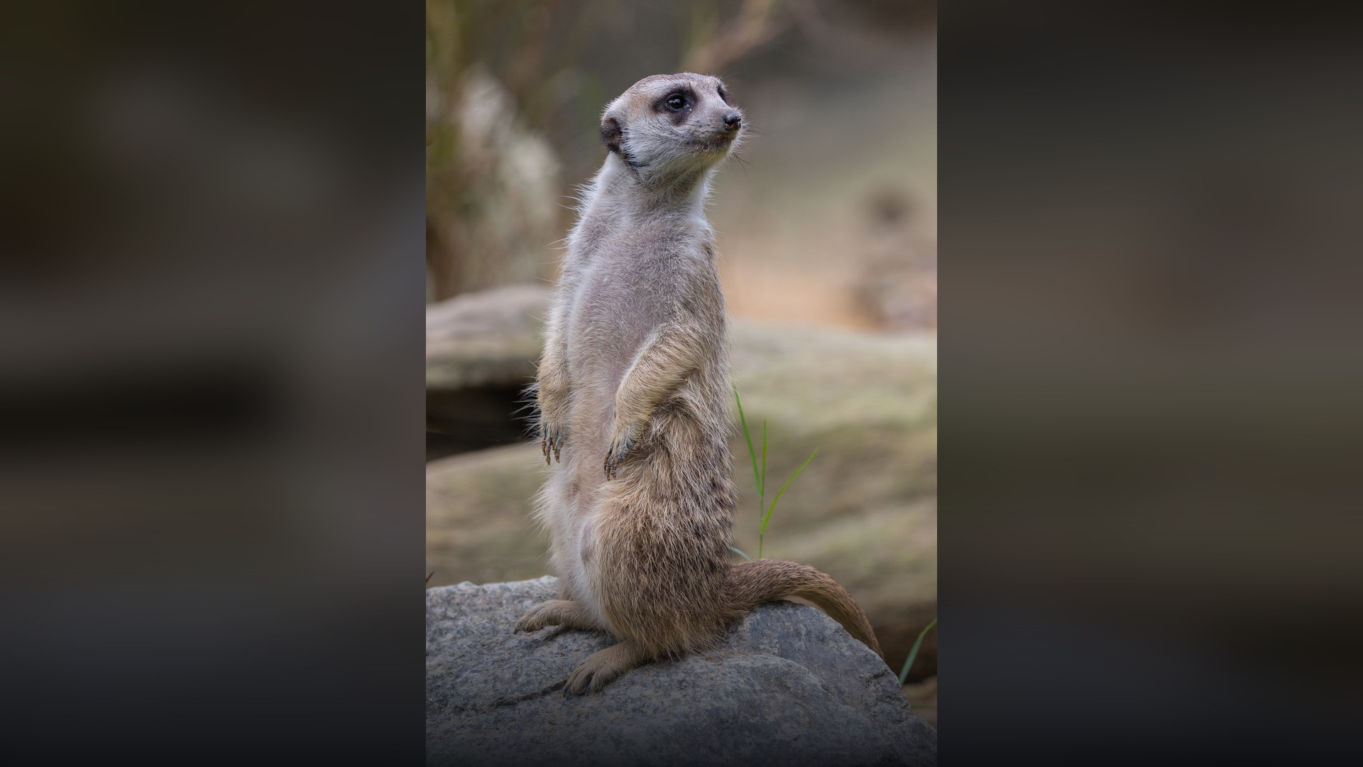 Meerkat standing upright on sentinel watch looking across its territory.