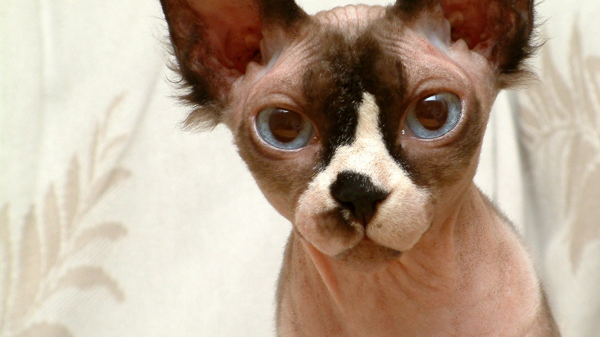 Hairless Sphynx cat showing wrinkled suede skin and large ears