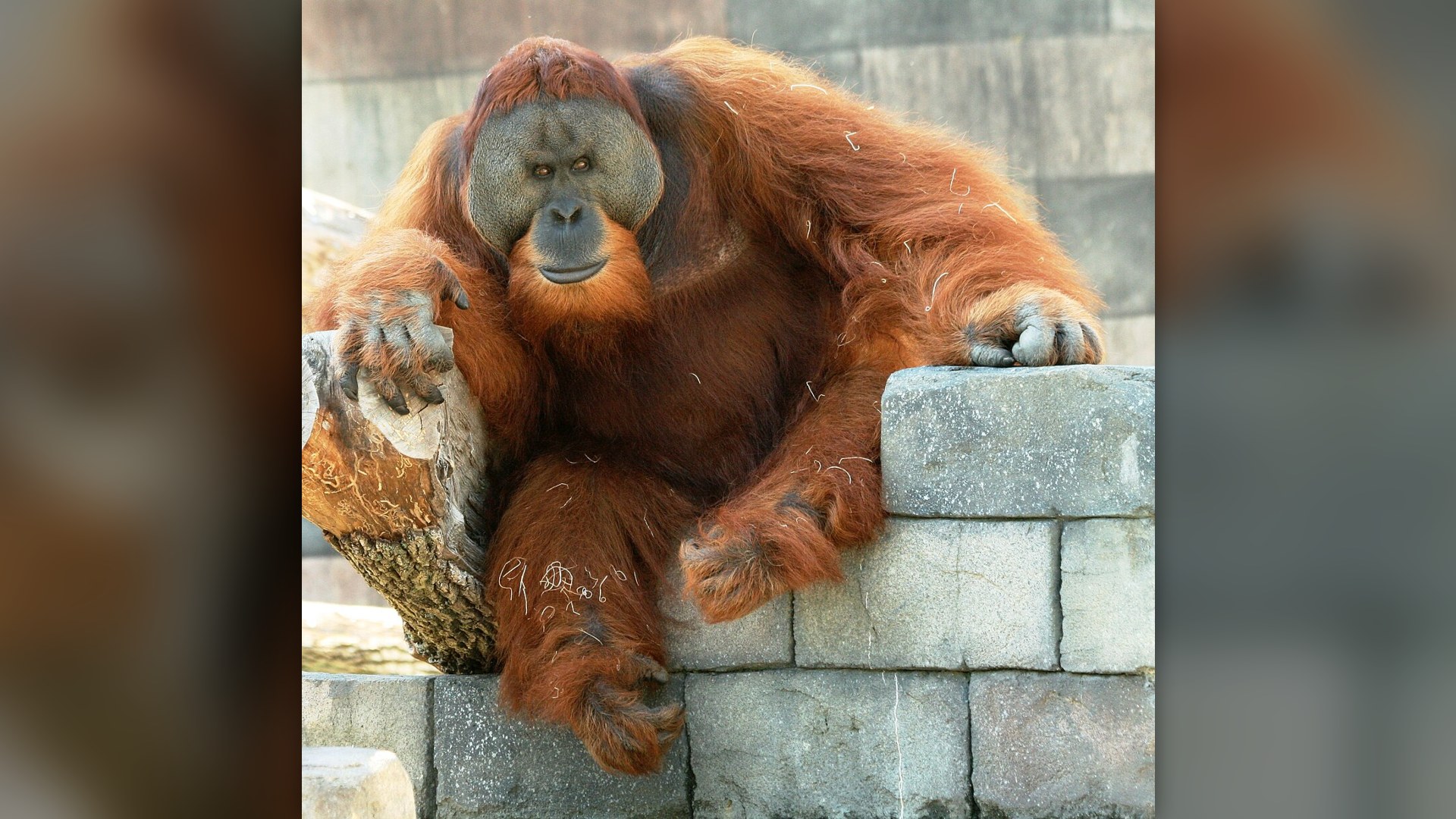 30 Unbelievable Facts About Orangutans That Sound Fake