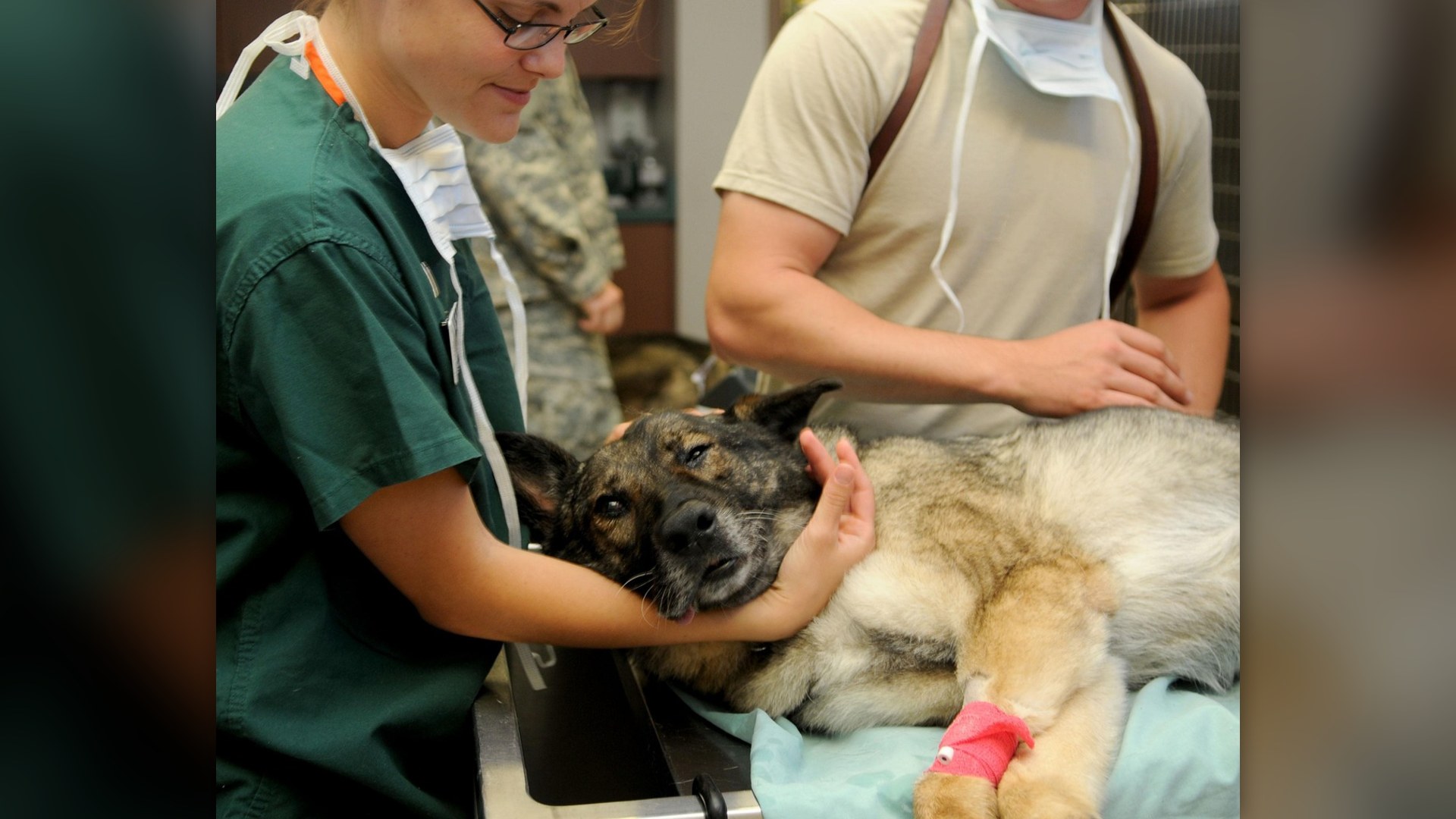 11. Build A Direct Veterinary Partnership