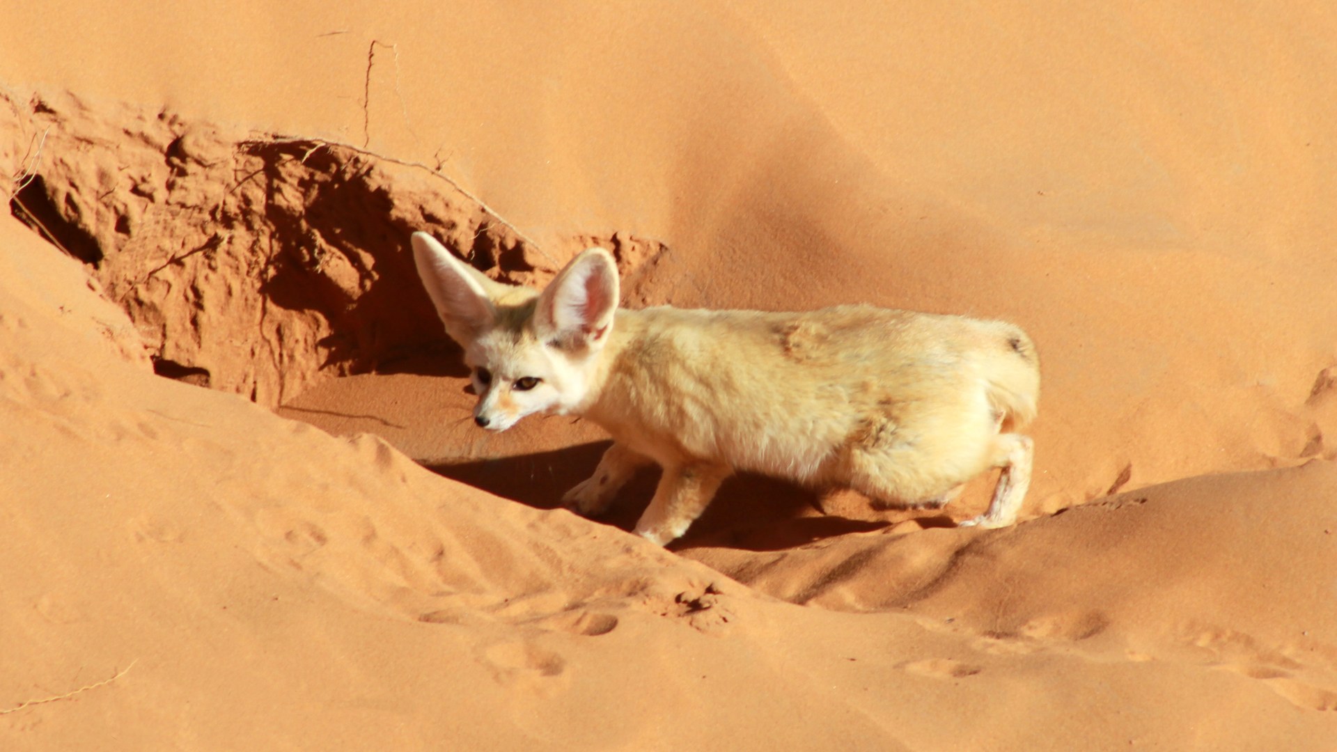 Fennec fox in Moroccan desert sands