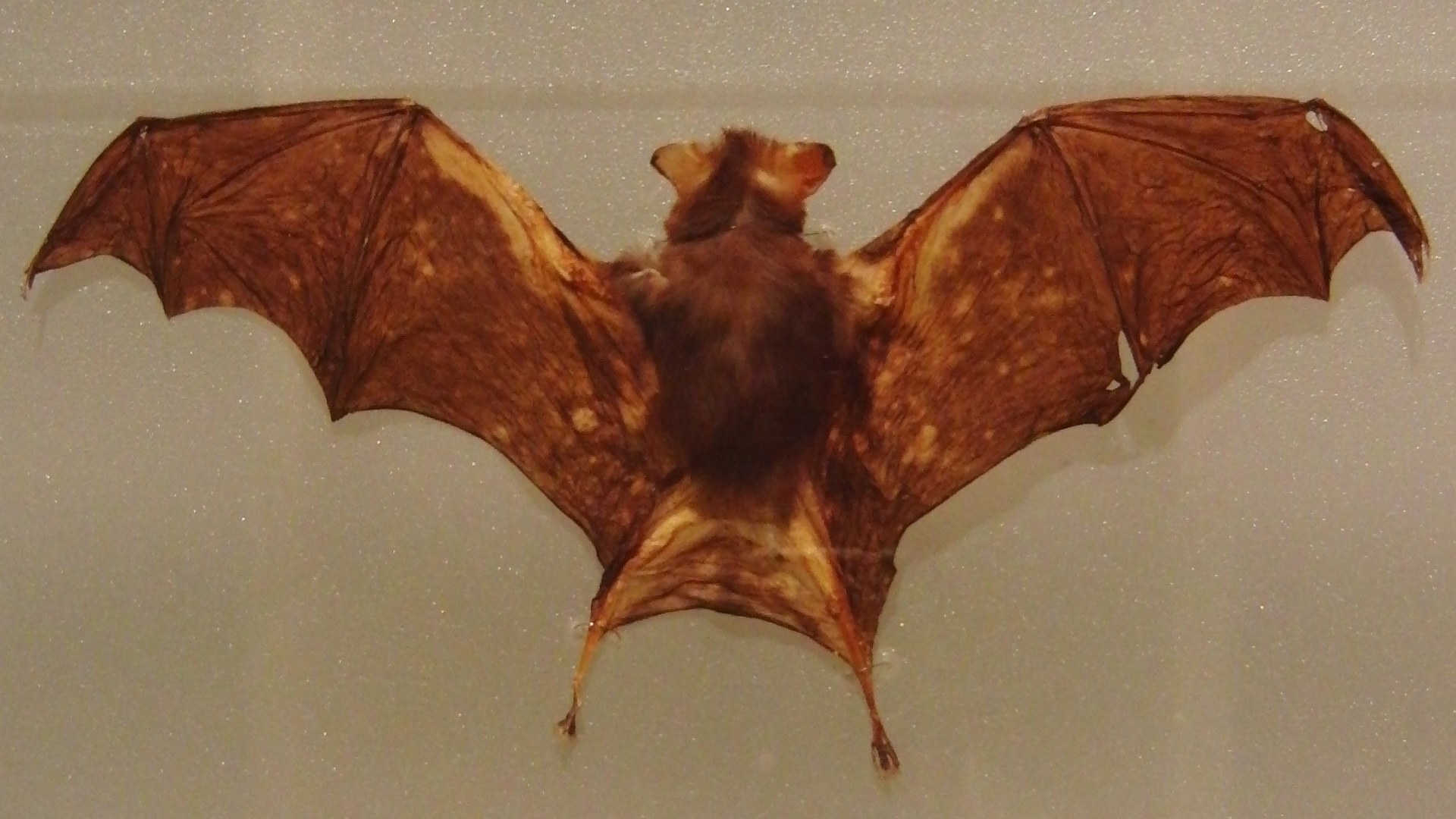 Kitti hog-nosed bumblebee bat specimen