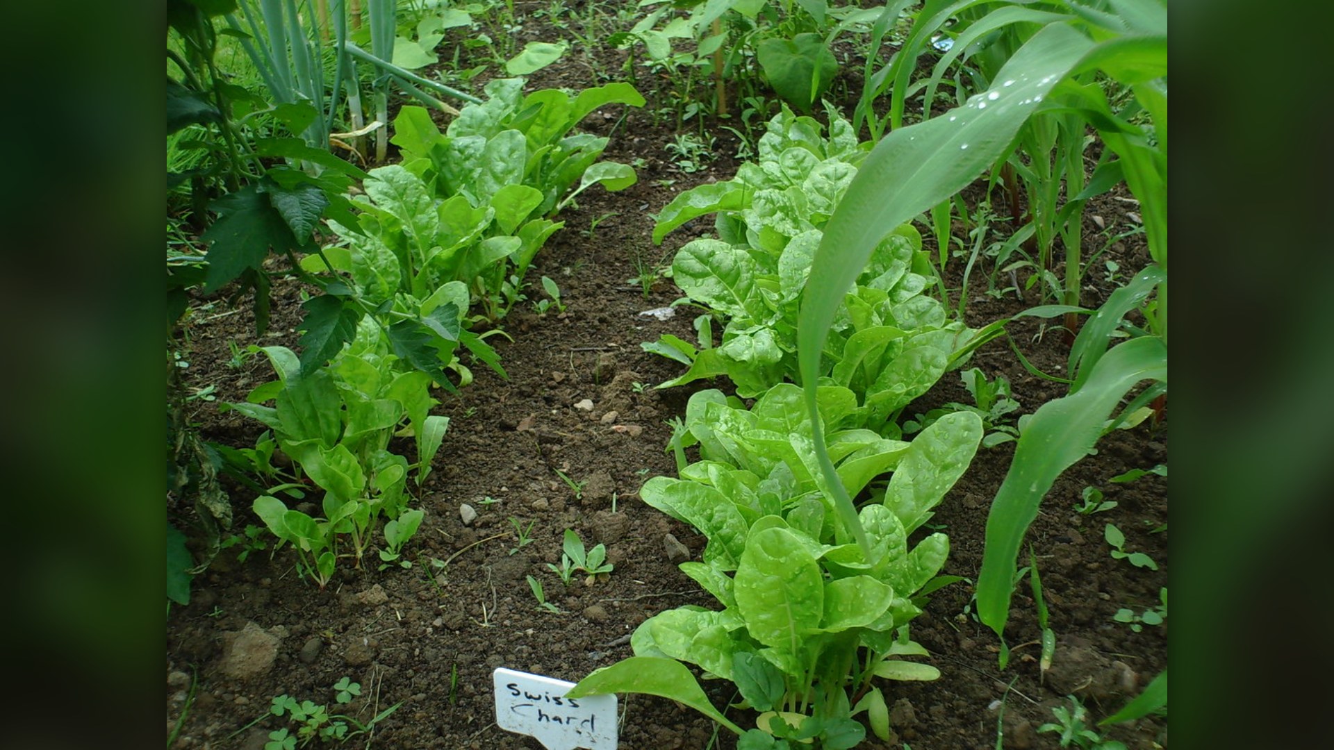 4. Grow Your Own Food