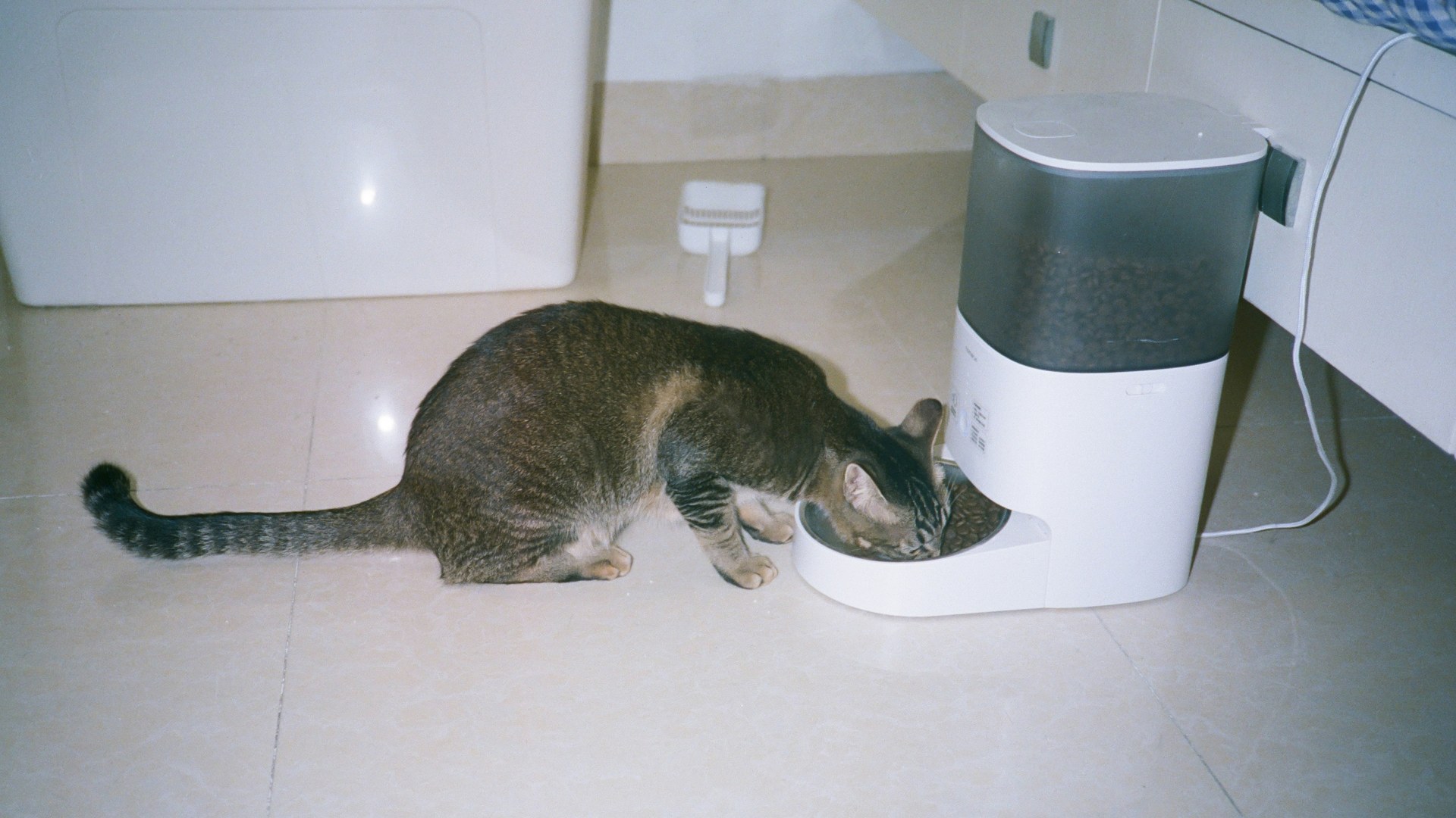 Cat eating from an automatic microchip-activated pet feeder