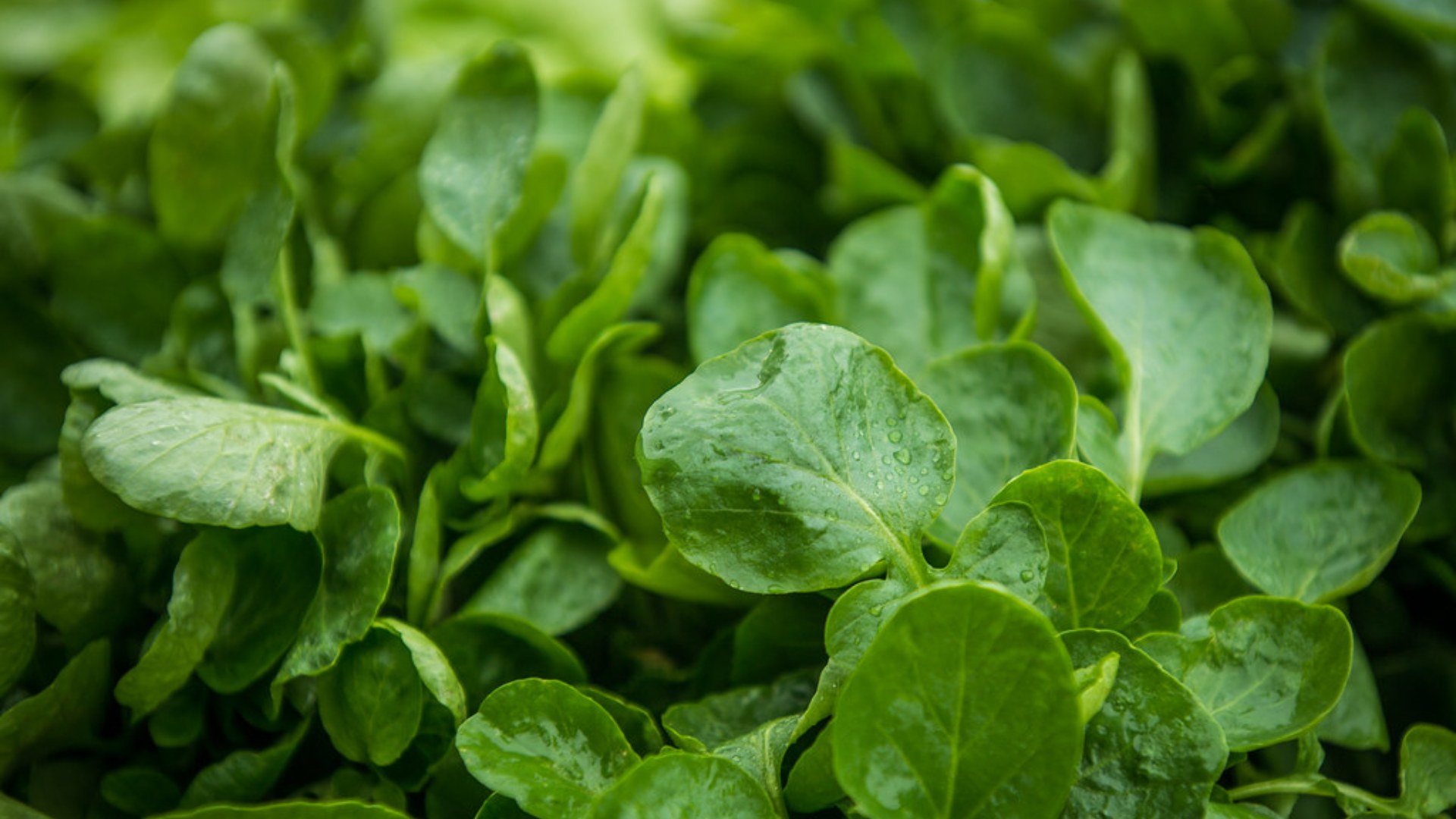 Fresh green spinach leaves with water droplets