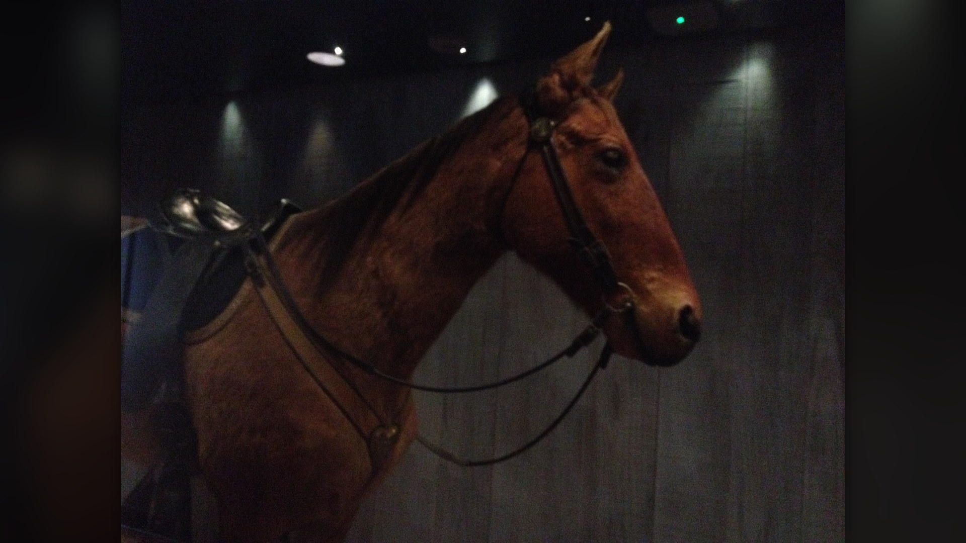 1. Comanche The Survivor (1876)
