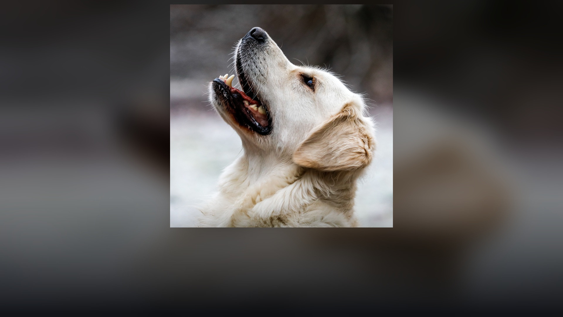 A golden retriever sitting outdoors on open terrain in Hausdülmen.