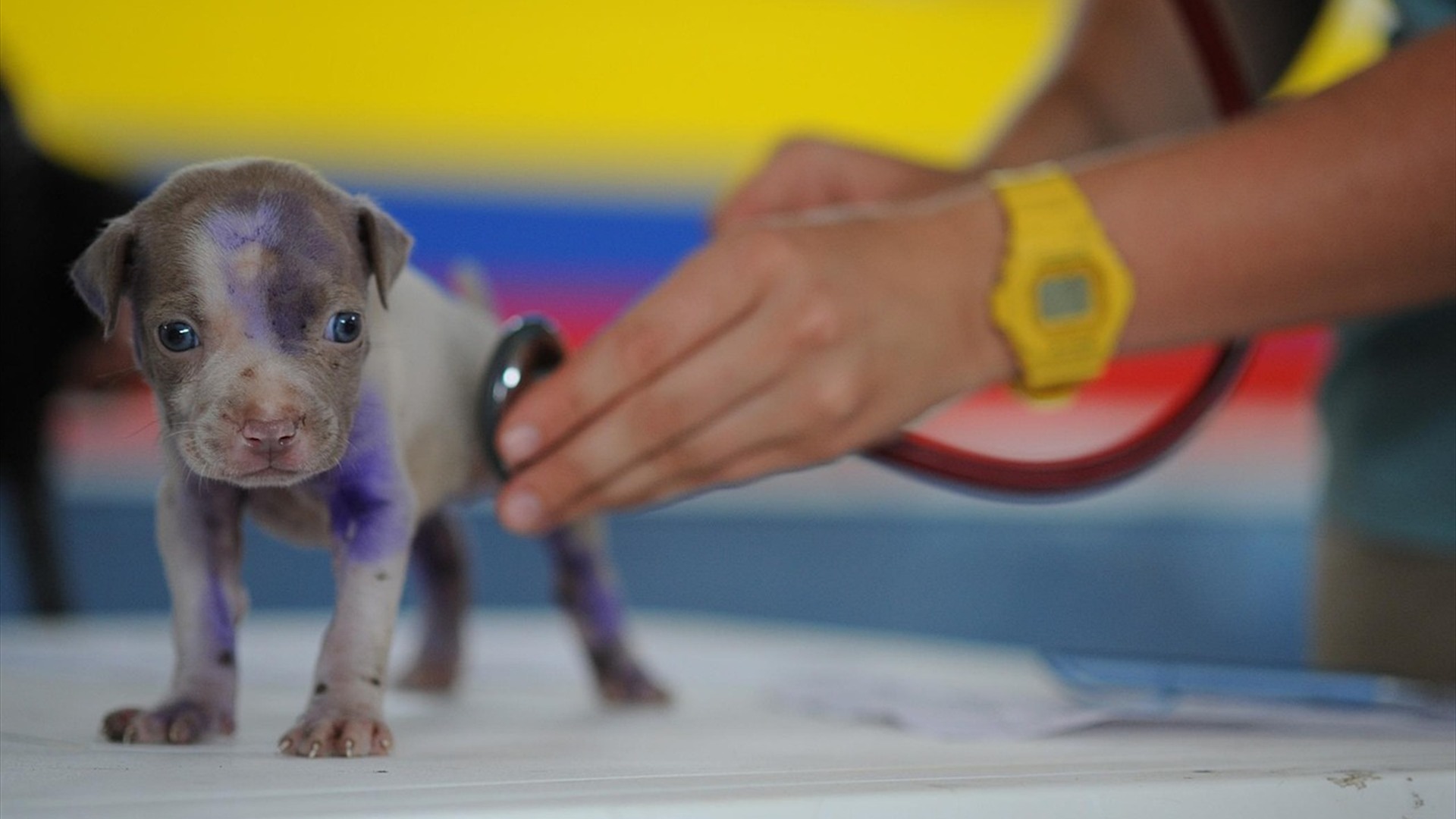 6. Monthly Pet Health Insurance