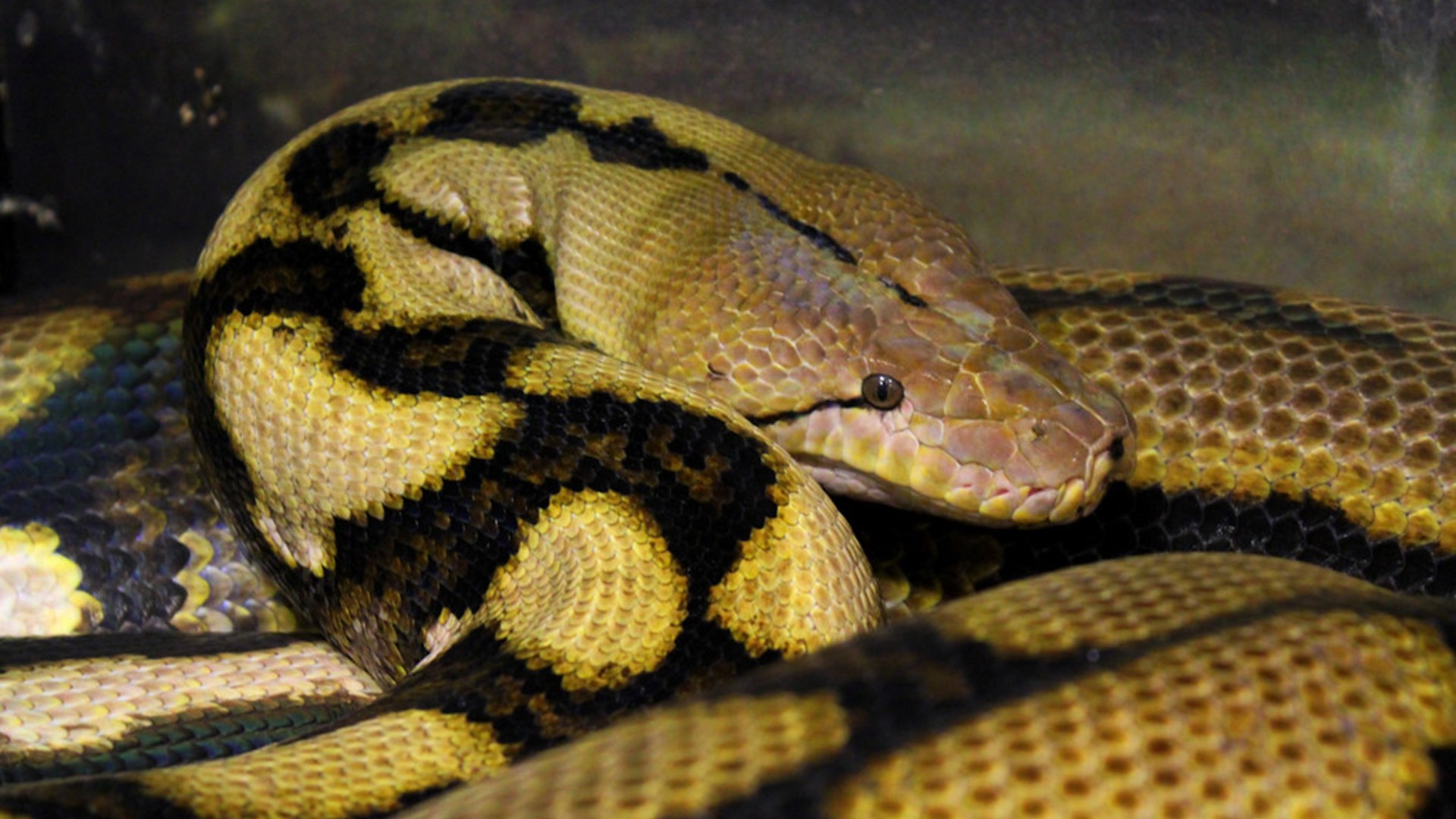 A large python snake coiled up outdoors
