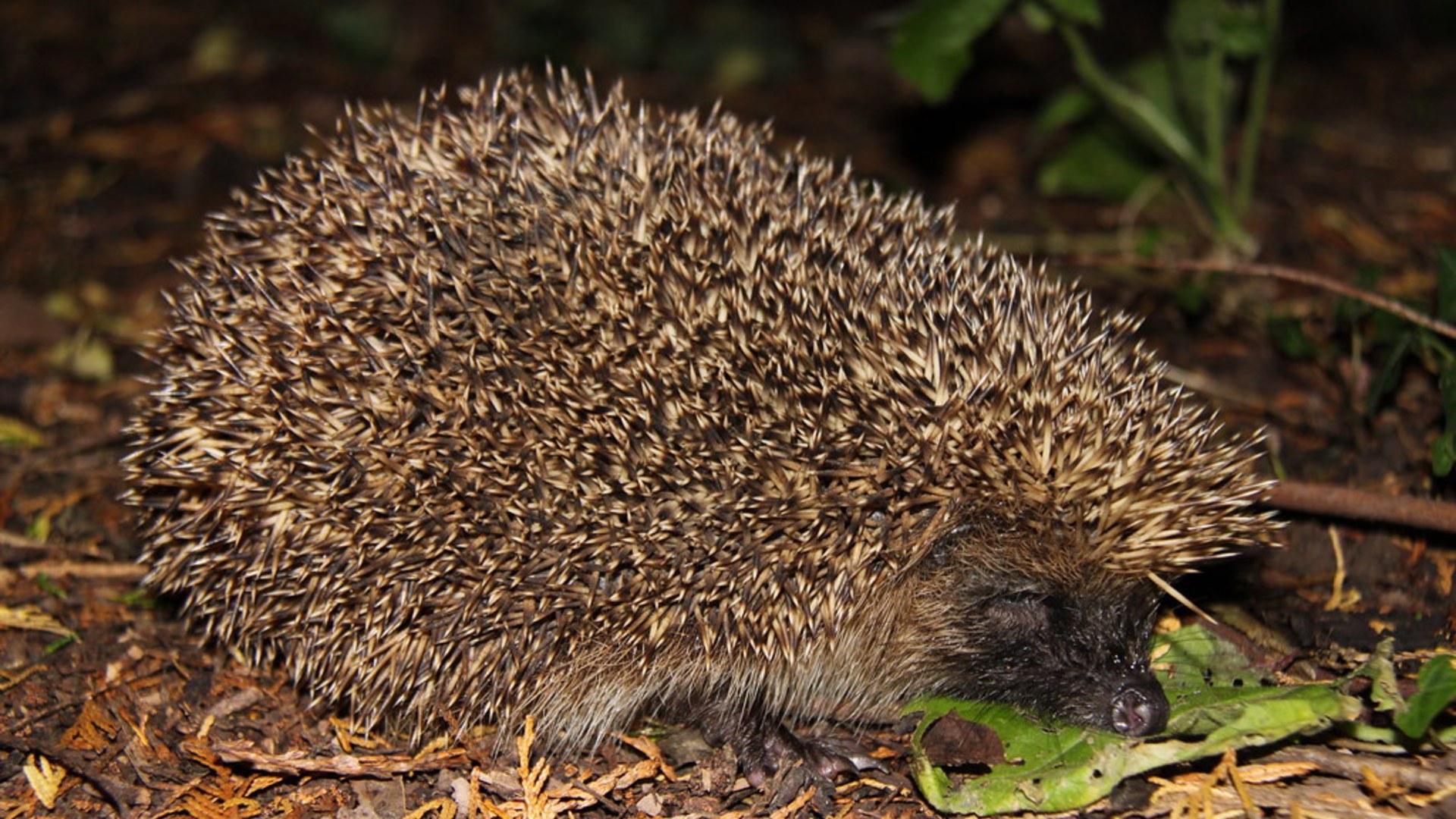 A wild European hedgehog in the grass