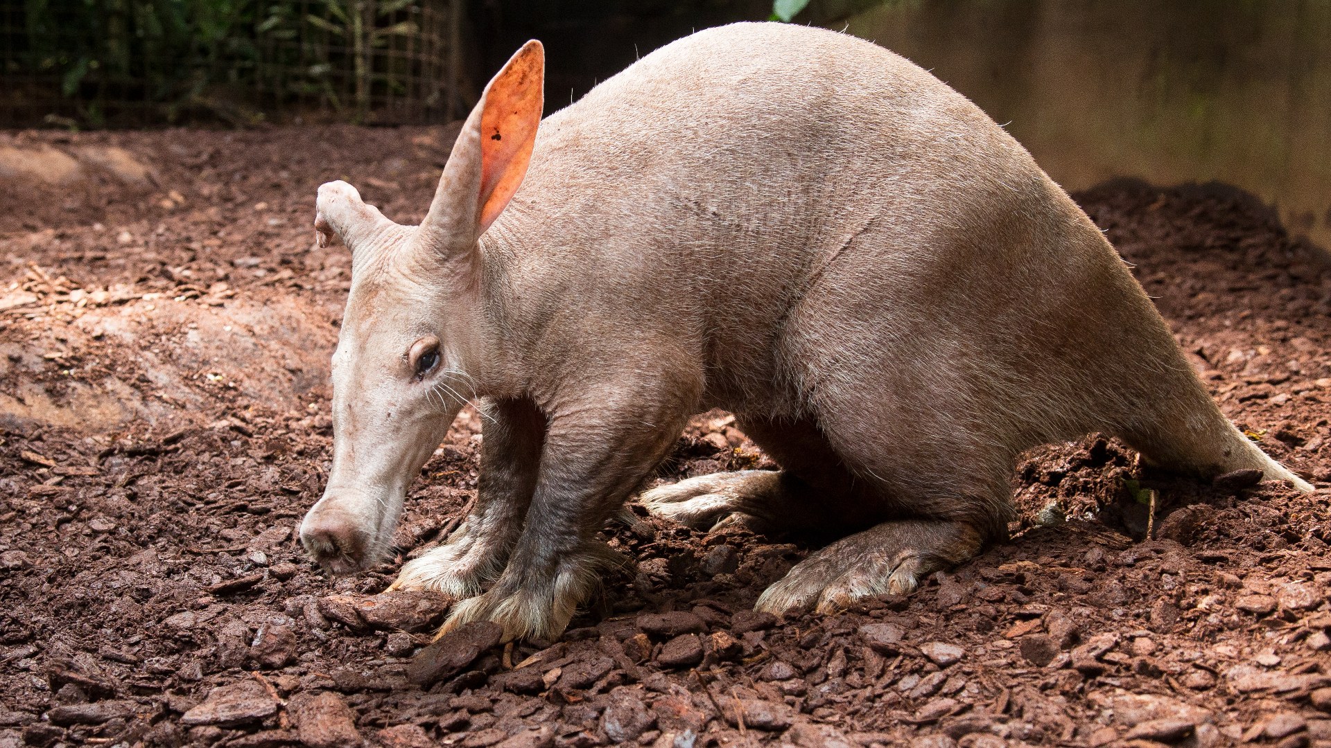 3. Aardvark