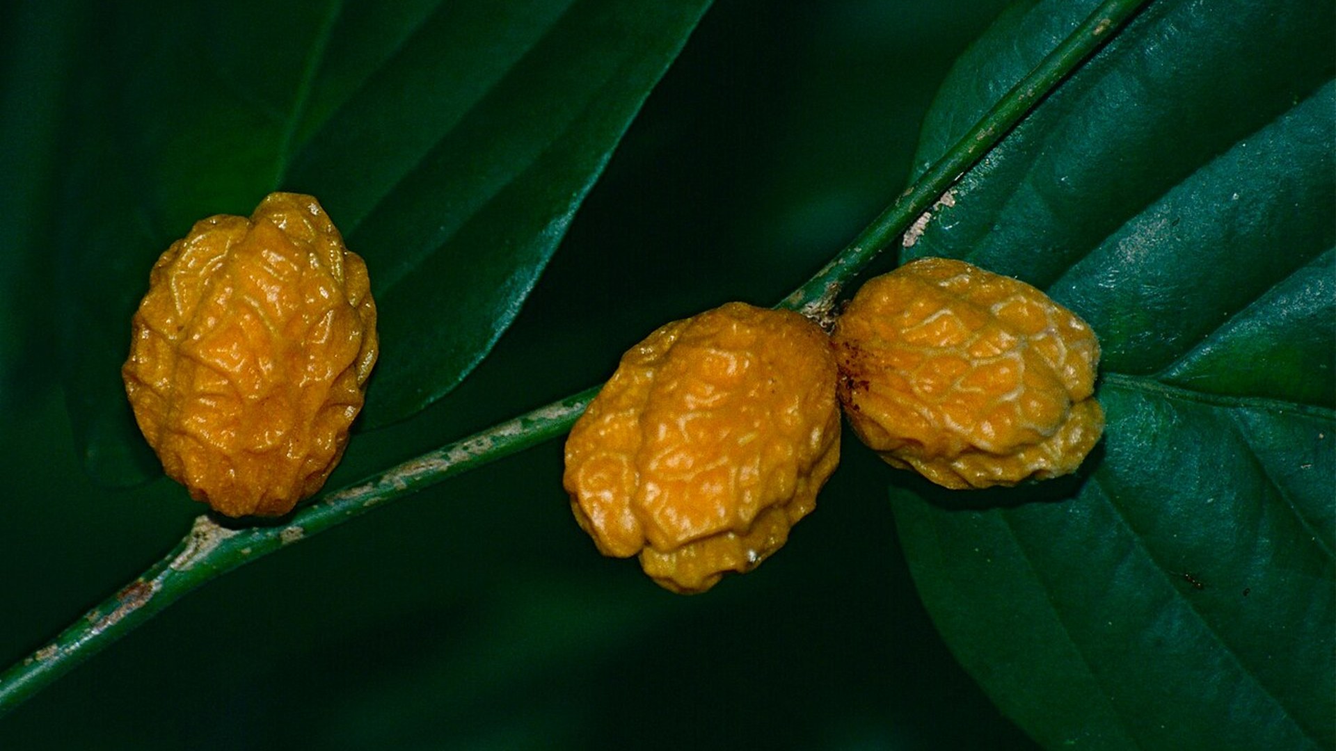 18. Mental Rainforest Fruit GPS