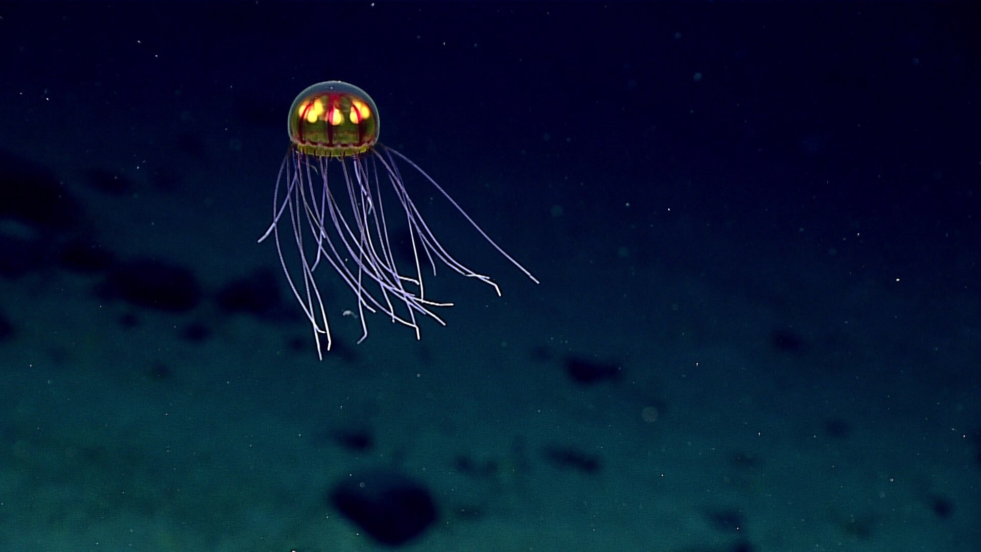 Bioluminescent Crossota jellyfish floating motionless above the Enigma Seamount in the Mariana Trench.