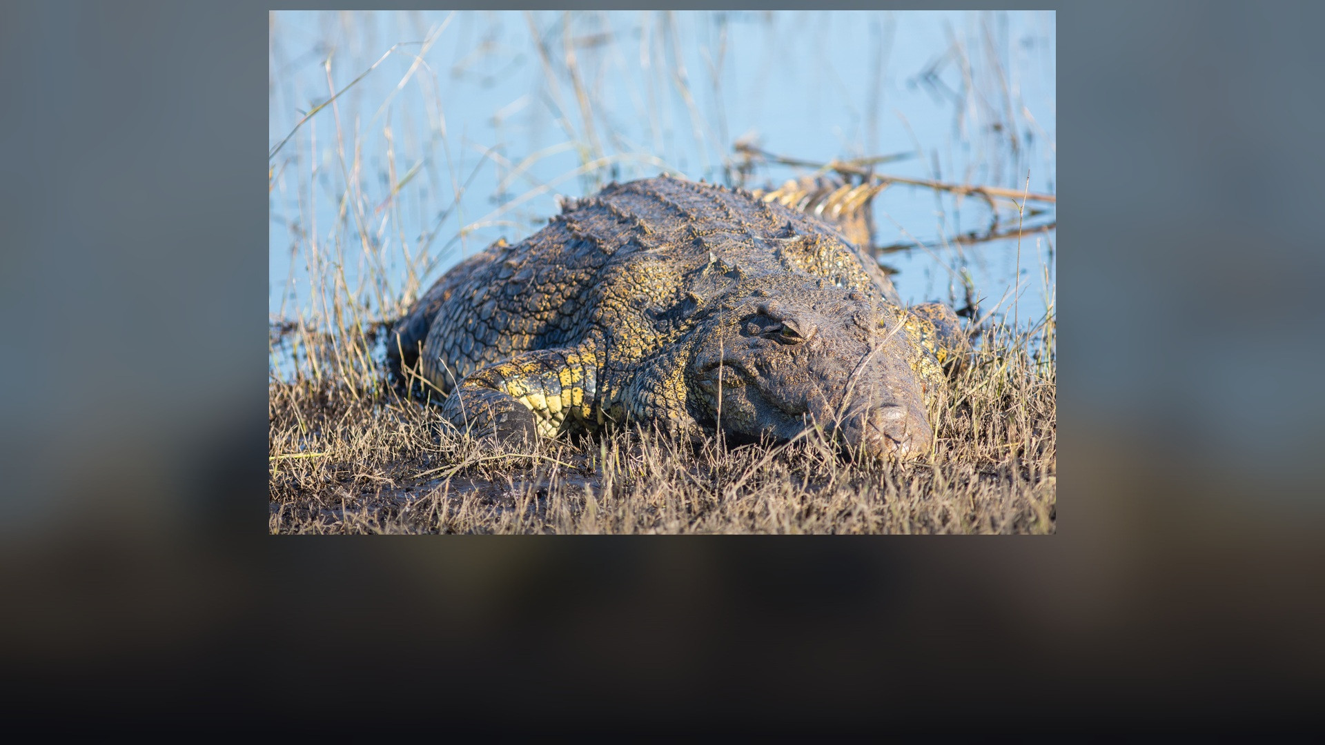 A huge Nile crocodile basking with textured armored scales on a riverbank in Chobe National Park.