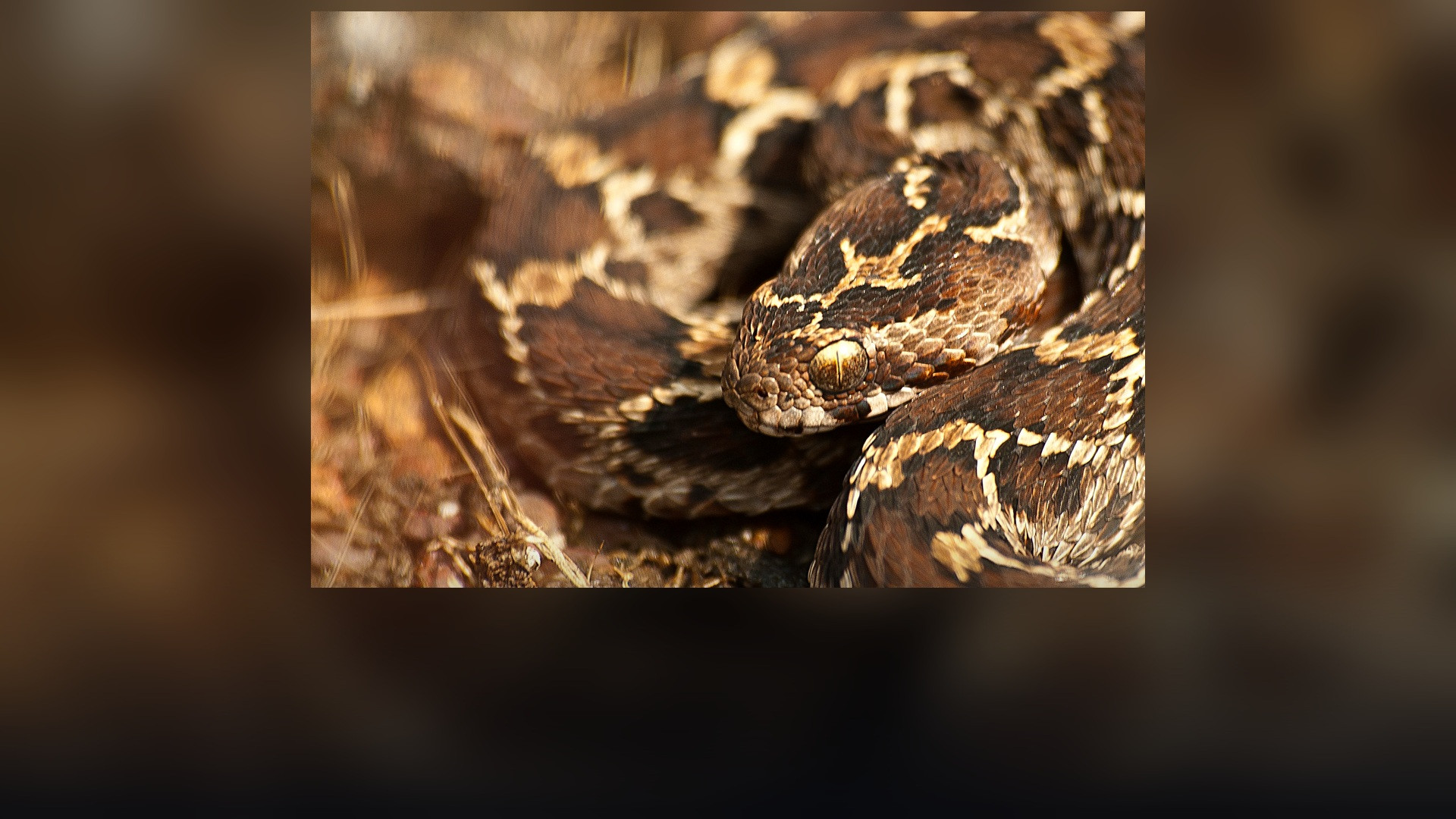 A coiled saw-scaled viper with keeled scales in a defensive striking stance.