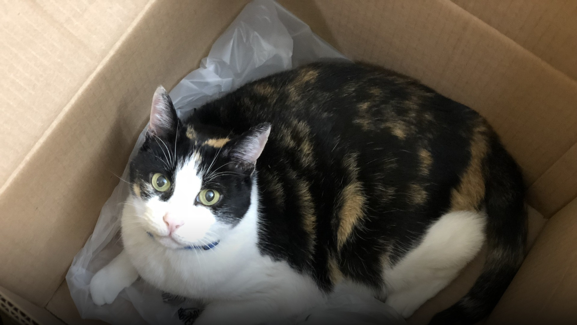 A colorful calico cat comfortably squeezed and curled inside a tiny cardboard box, demonstrating extreme flexibility.