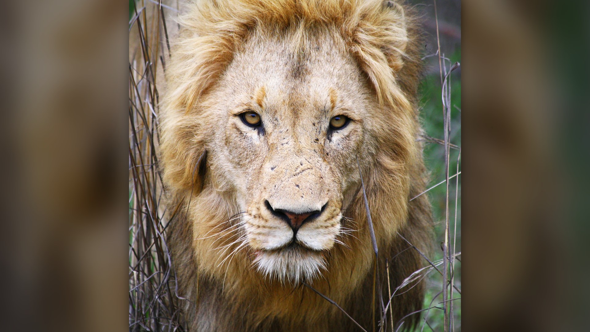 Young African lion resting in Kruger National Park, South Africa