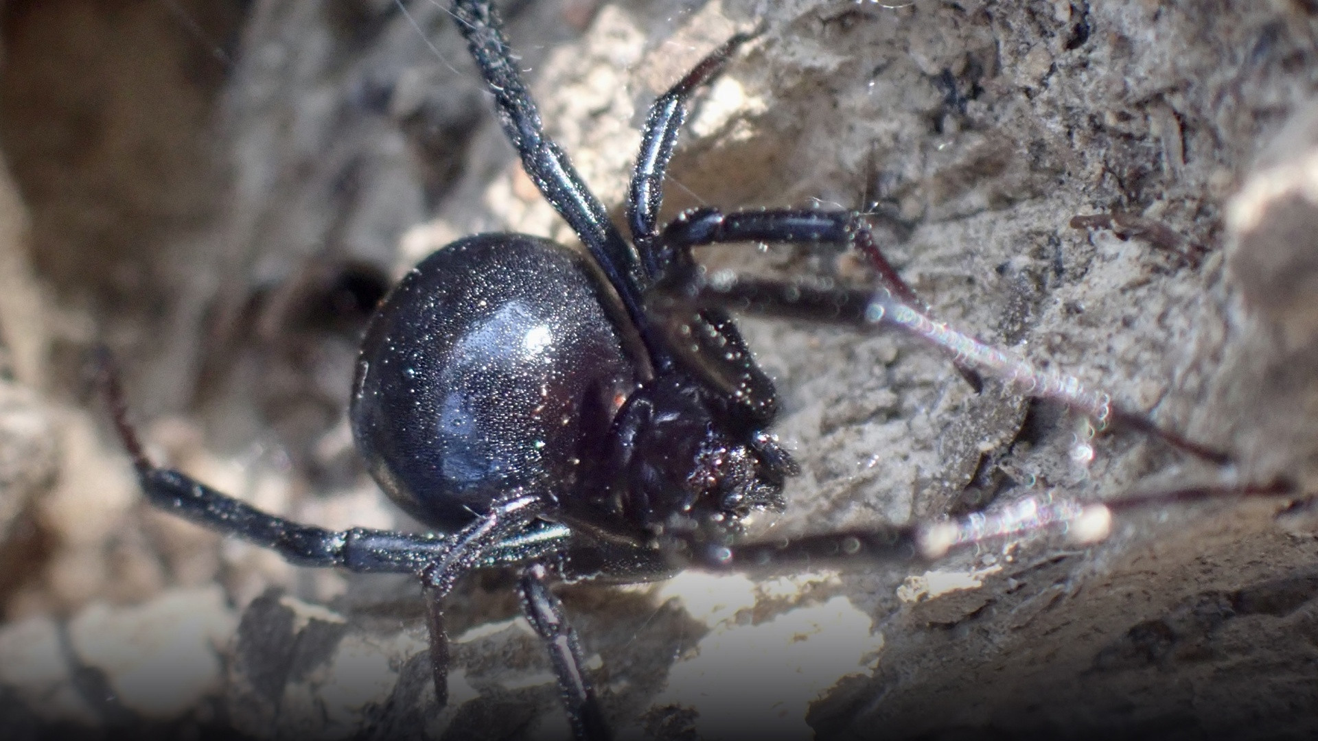 Glossy black female widow spider suspended in an irregular web with visible reddish markings.