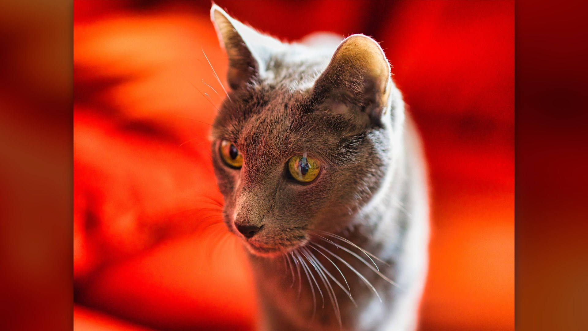 Plush silver-blue Russian Blue cat with emerald eyes