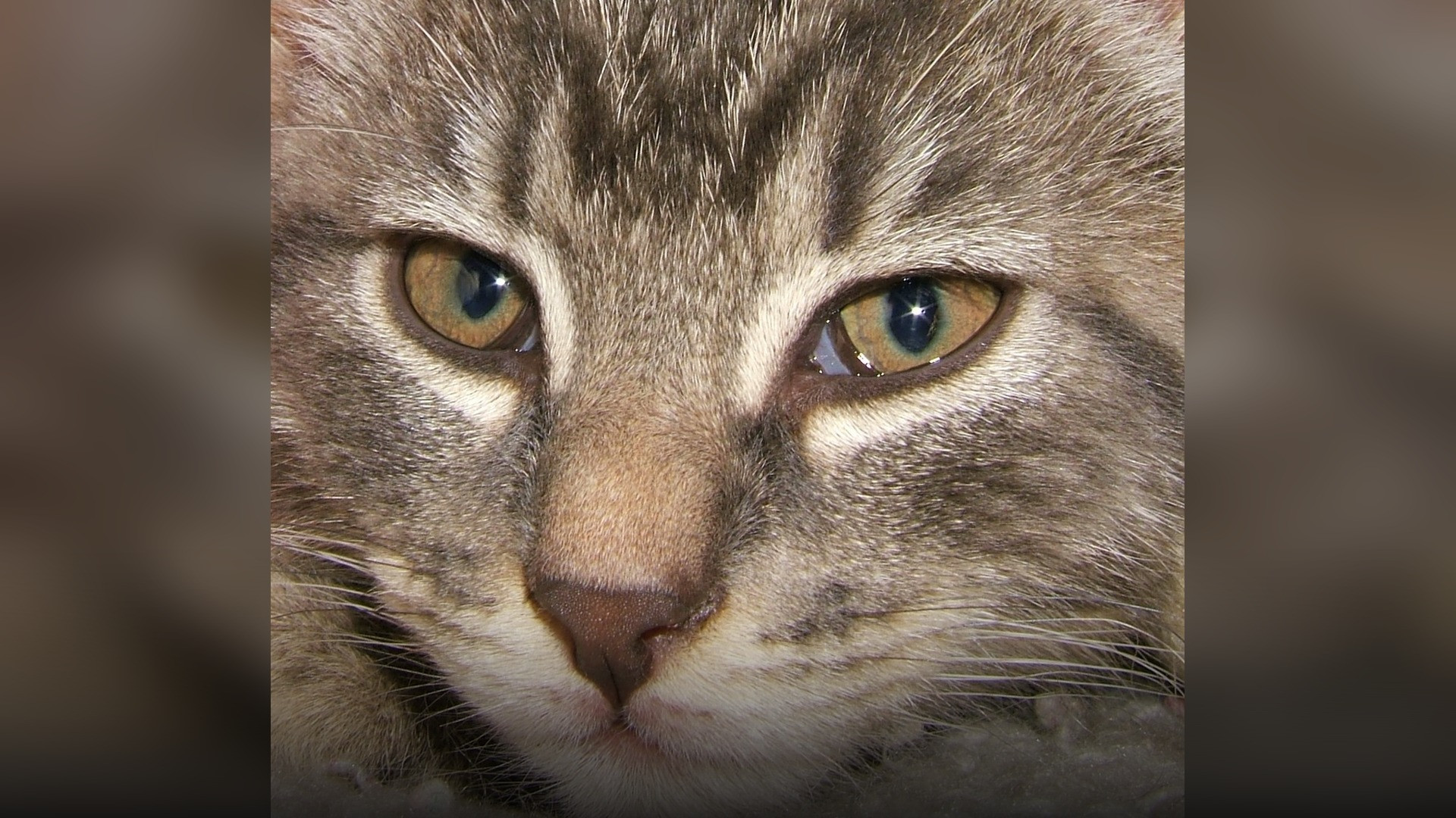 A detailed close-up portrait of a cat's eye revealing the translucent edge of the nictitating third eyelid membrane.