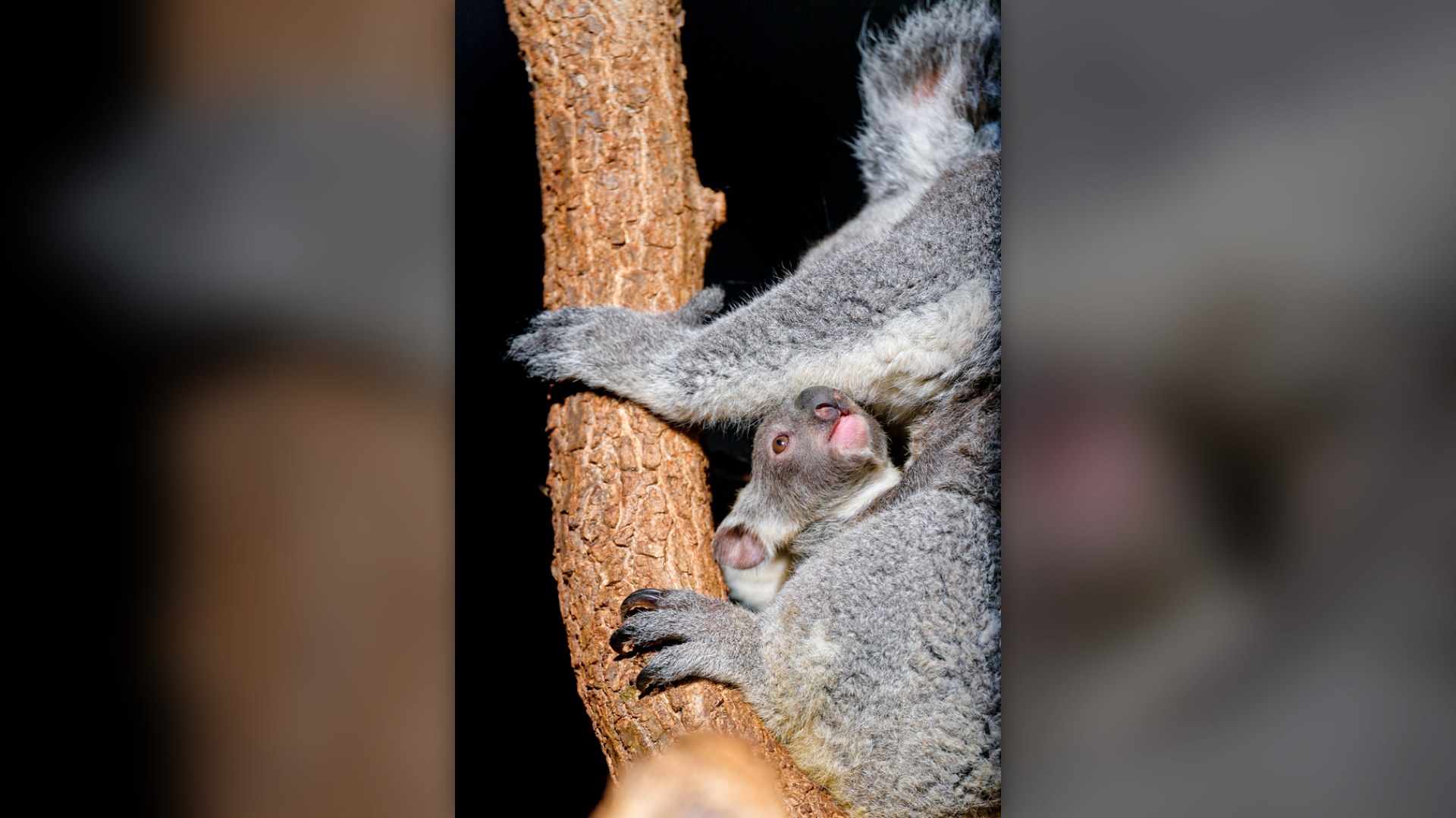 7. Baby Koala Joey