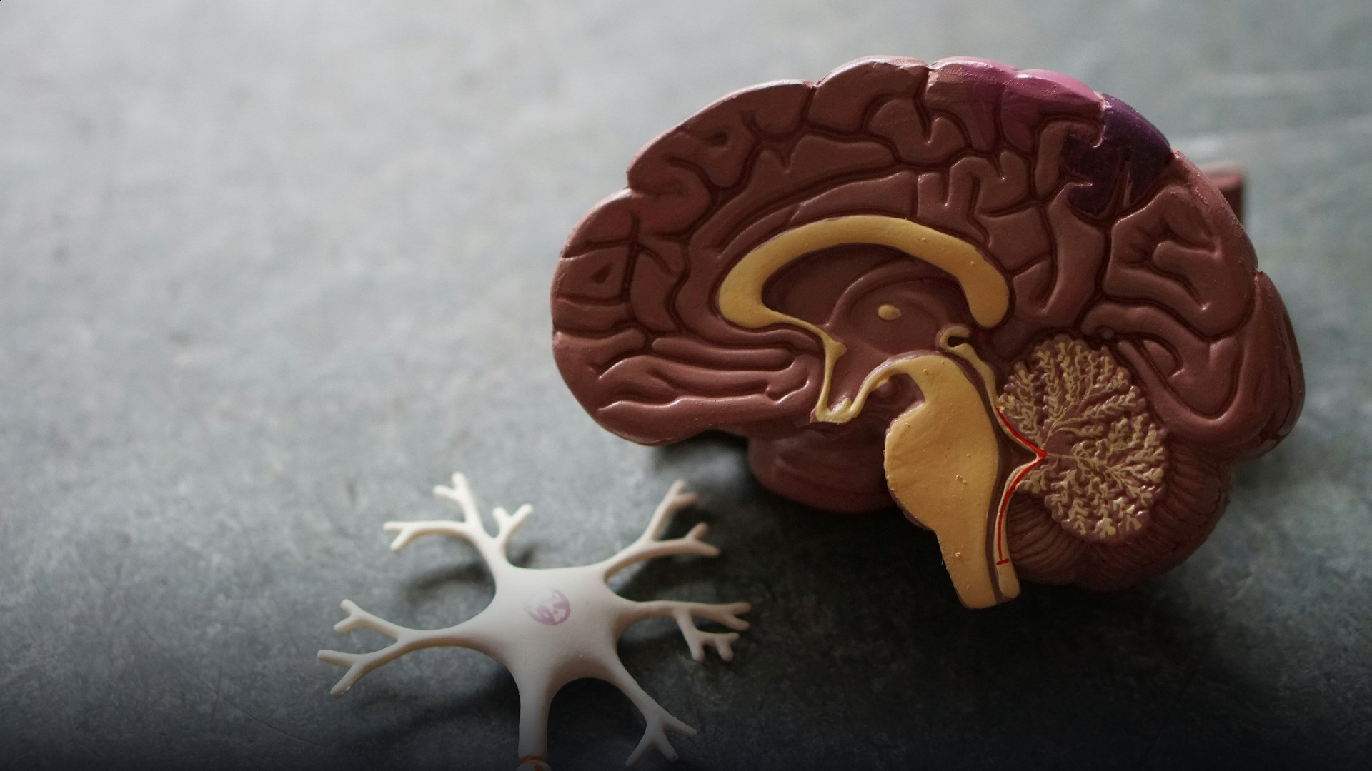 High-resolution human brain neuroimaging scan showing illuminated neural networks.
