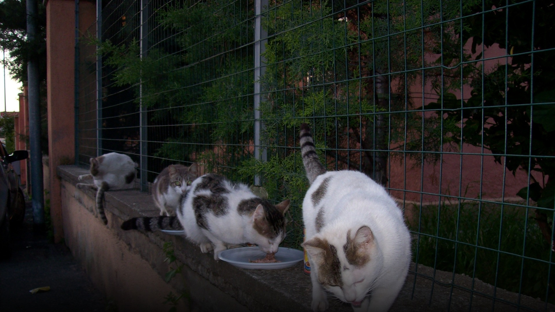 A clowder of diverse domestic cats gathered peacefully together eating on historic cobblestone streets in Rome.