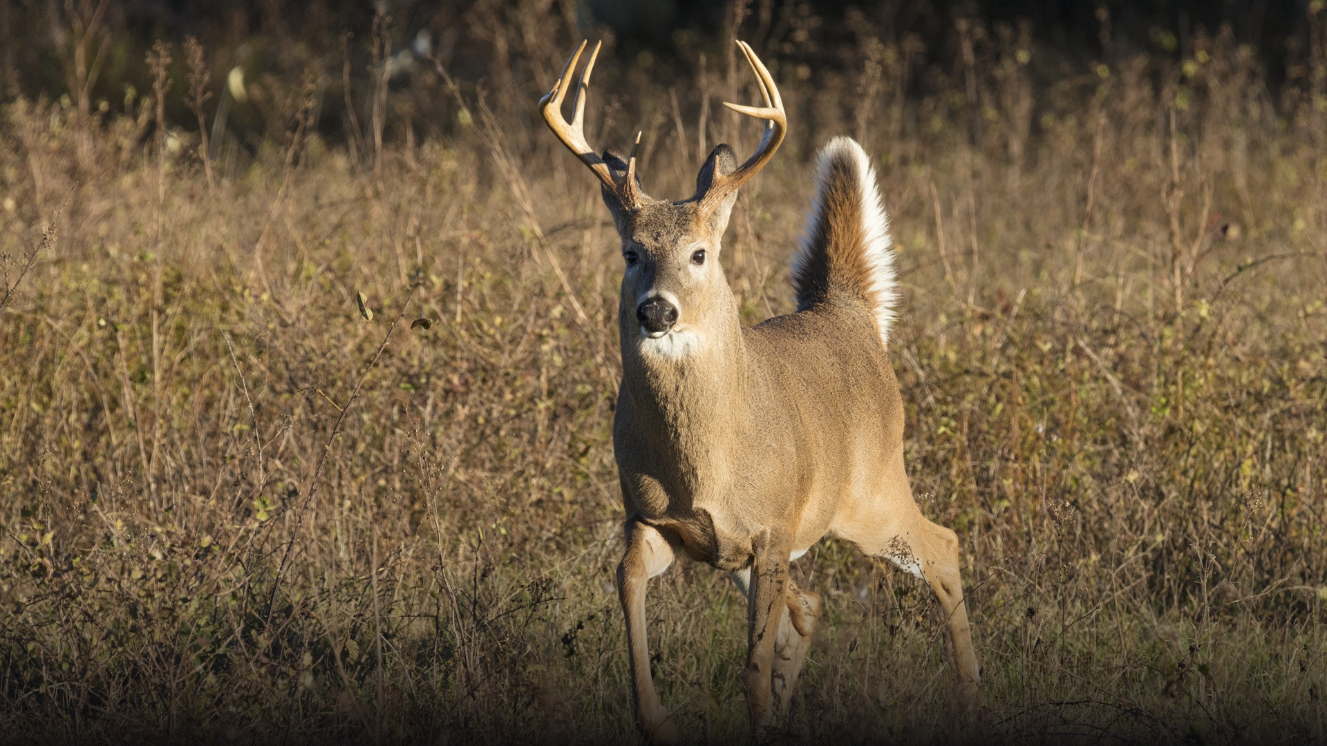 A magnificent white-tailed buck with a full branching rack of antlers standing alert with upright white tail in a sunlit Shenandoah meadow.