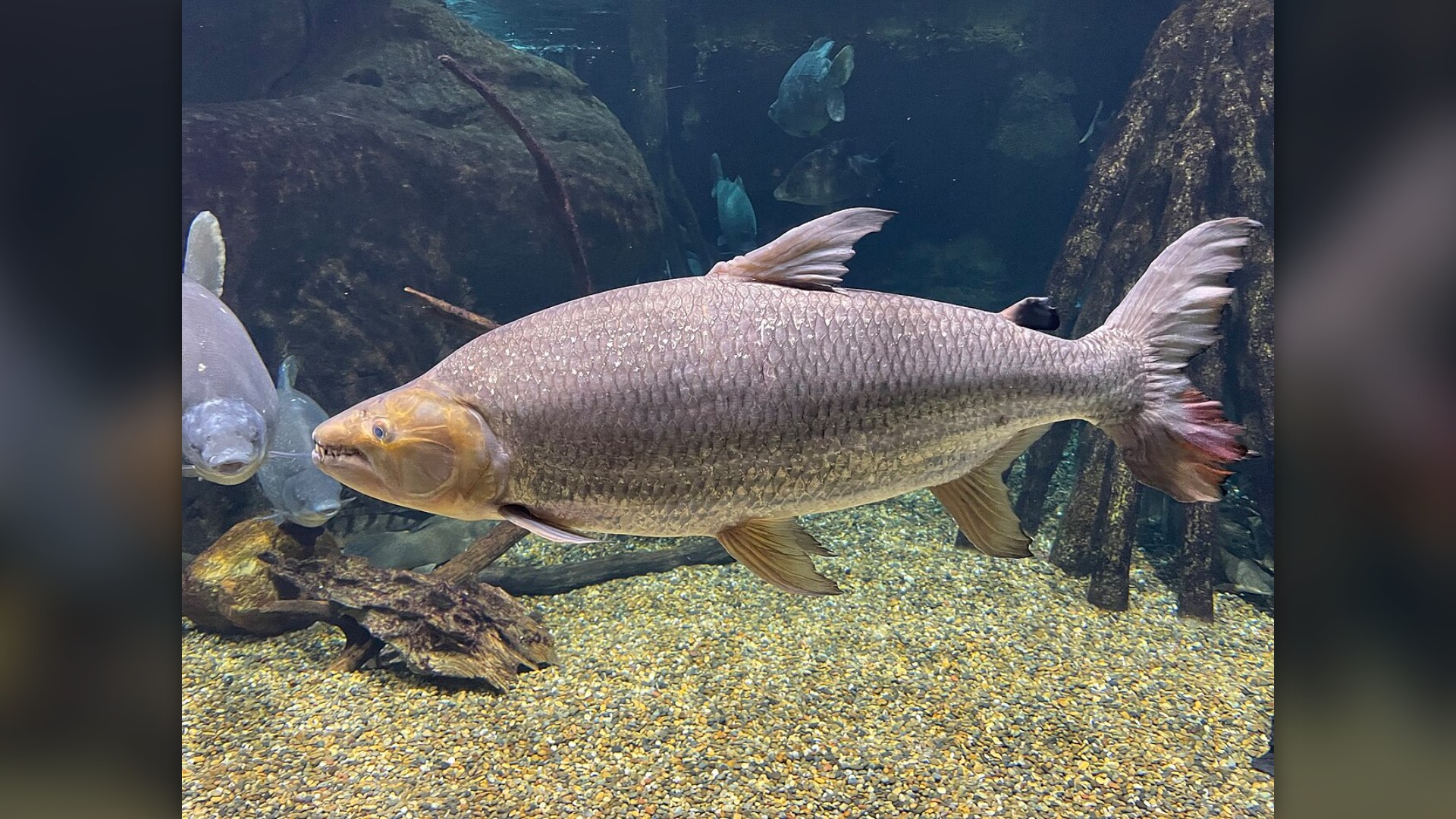 1. Goliath Tigerfish