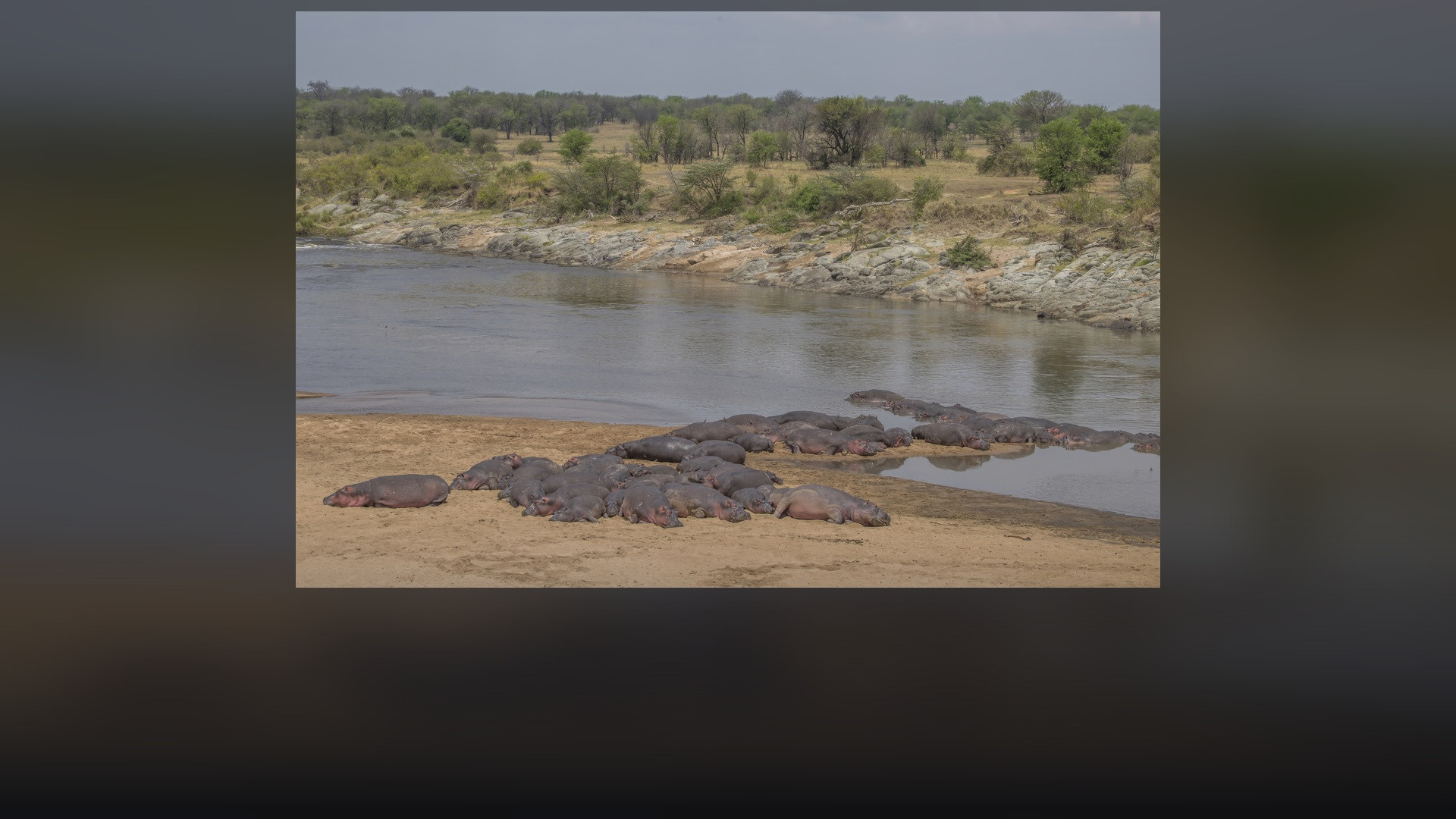 A pod of African hippopotamuses gathered together in a muddy Serengeti river.