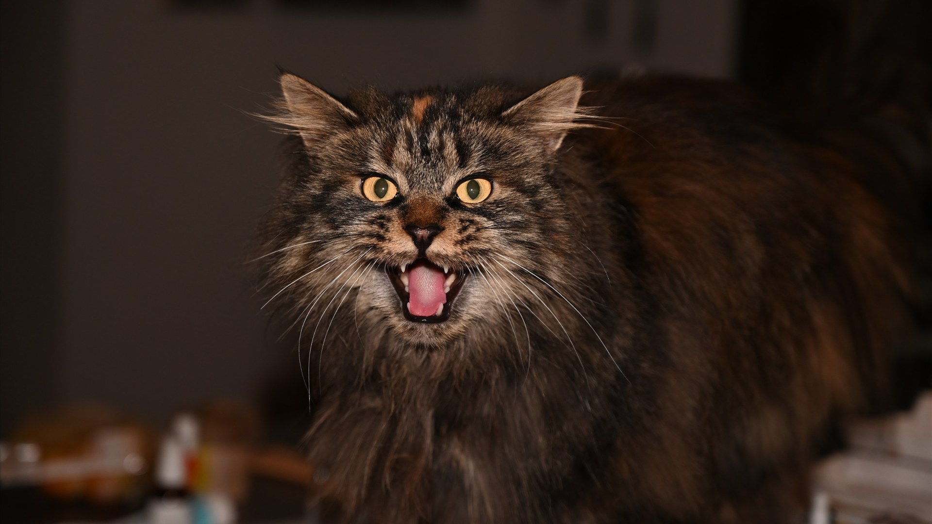 Tufted-ear Maine Coon cat mid-chirp