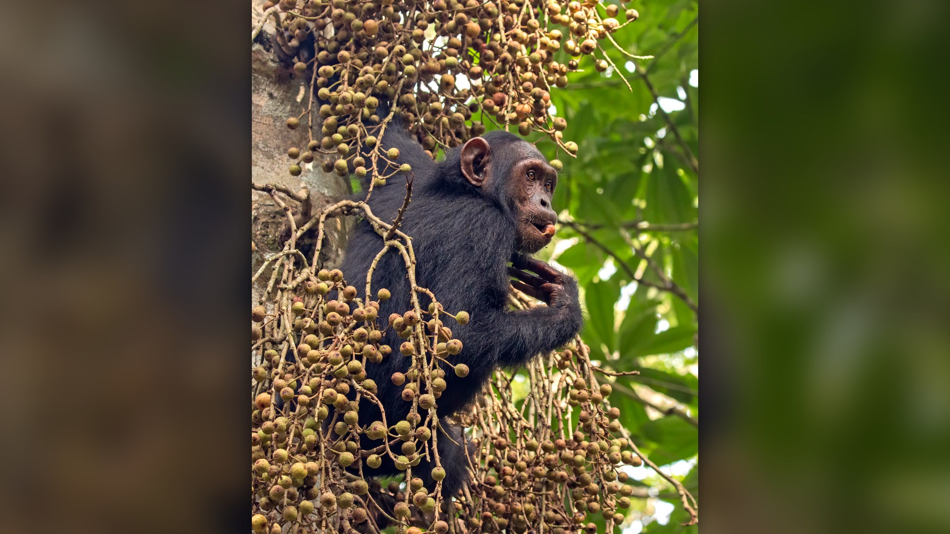 A chimpanzee eating fruit in the jungle