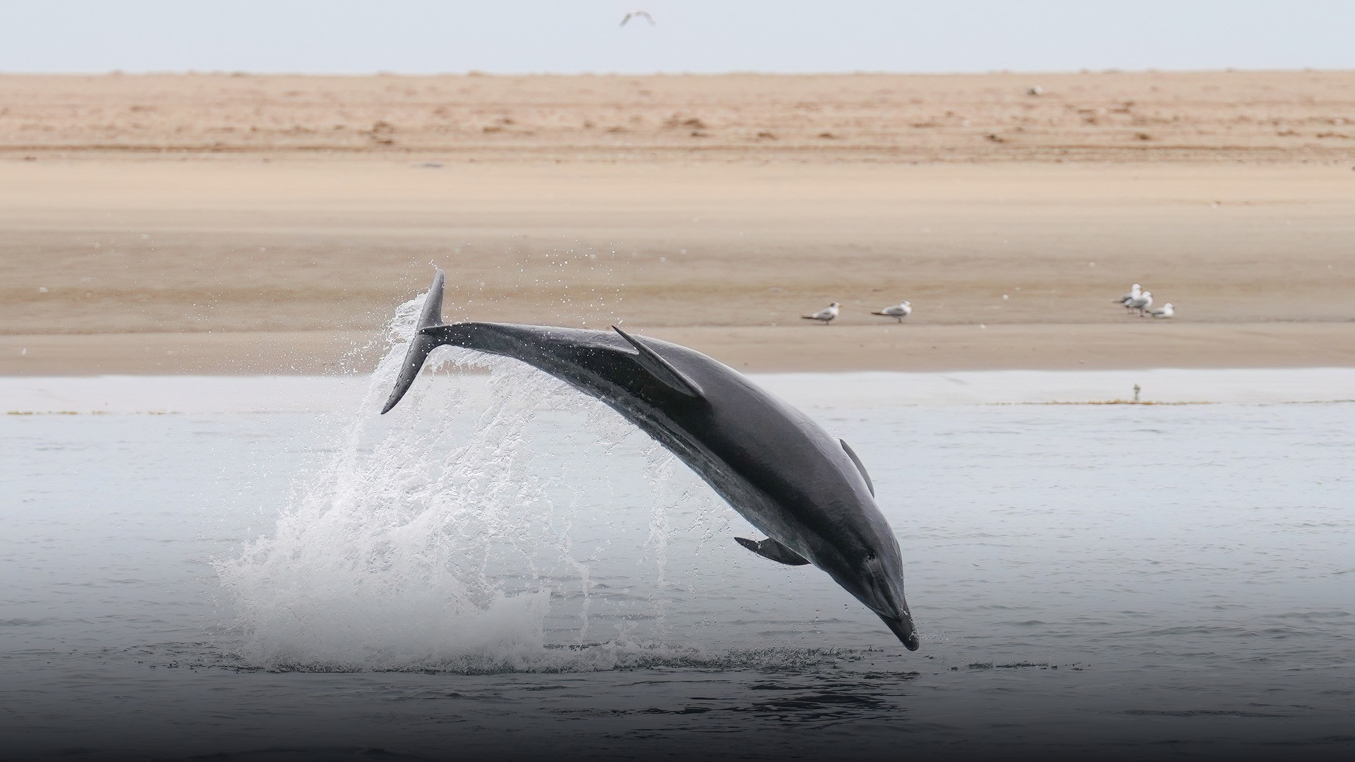 Wild Atlantic bottlenose dolphin leaping clear out of the ocean at Pelican Point.