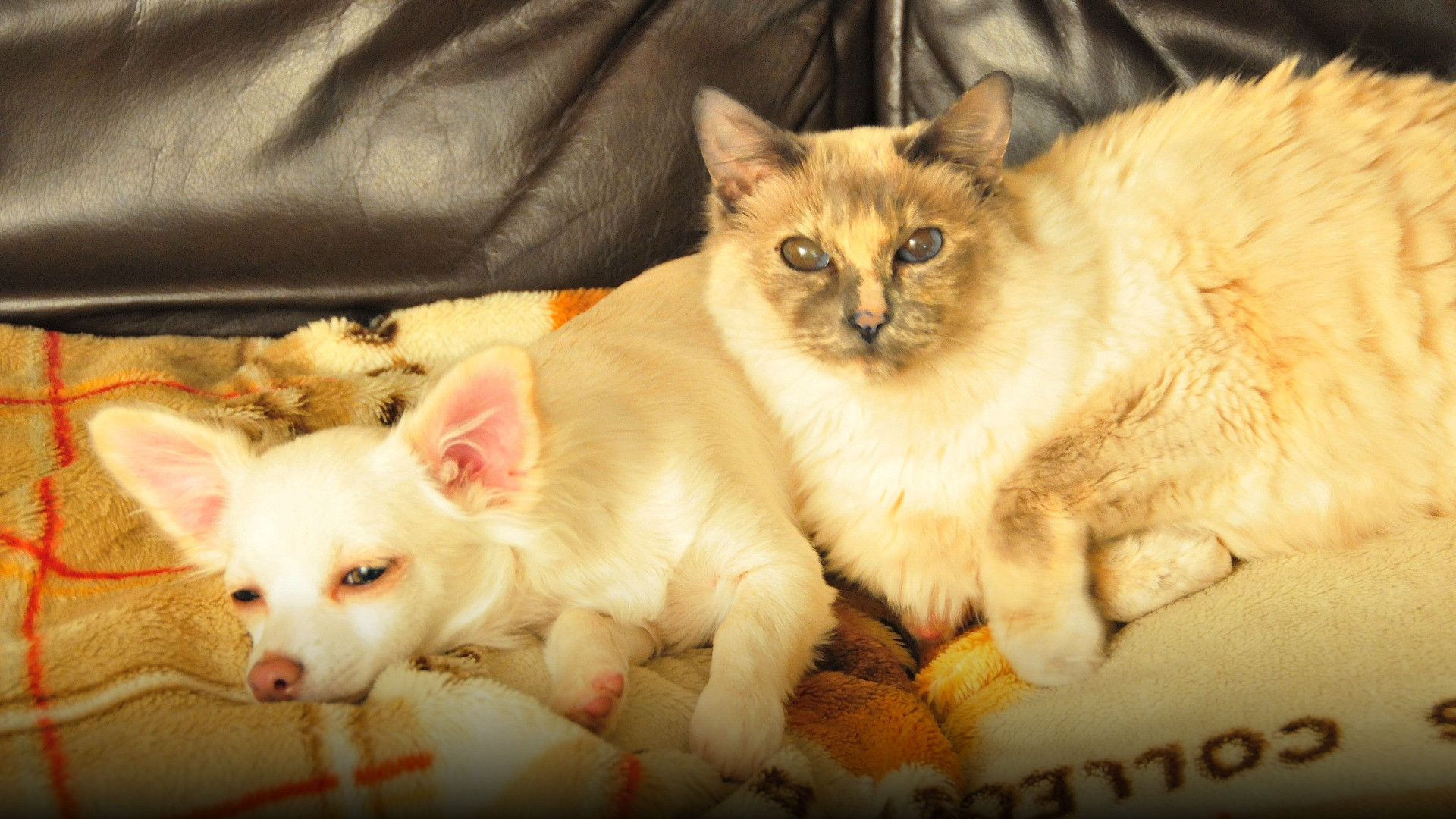 A small dog and companion cat resting close together in a warm home interior.